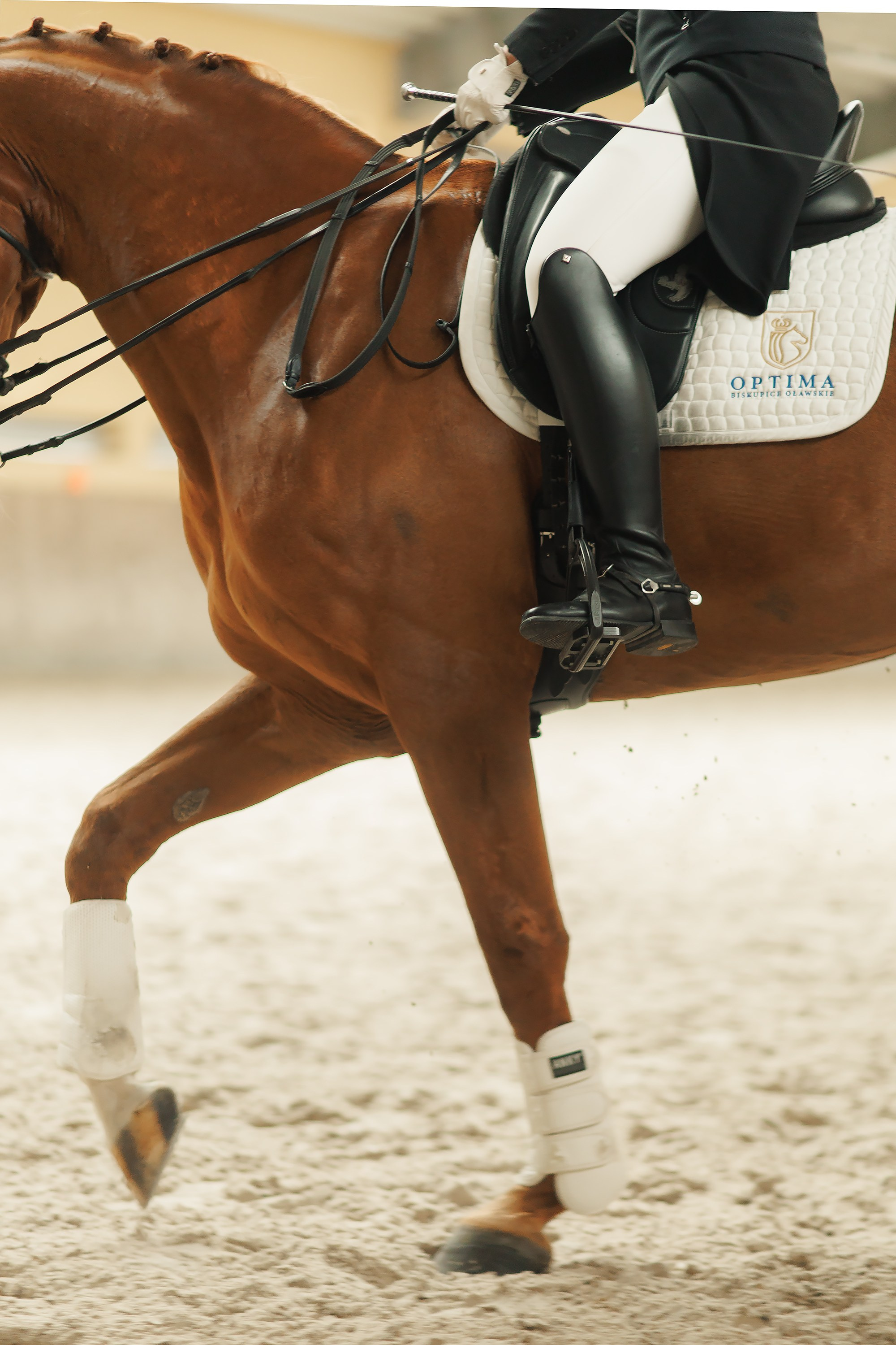 Fotografia koni Wrocław \ ujeżdżenie, Partynice. Kaja | fotograf we Wrocławiu | ludzie i psy