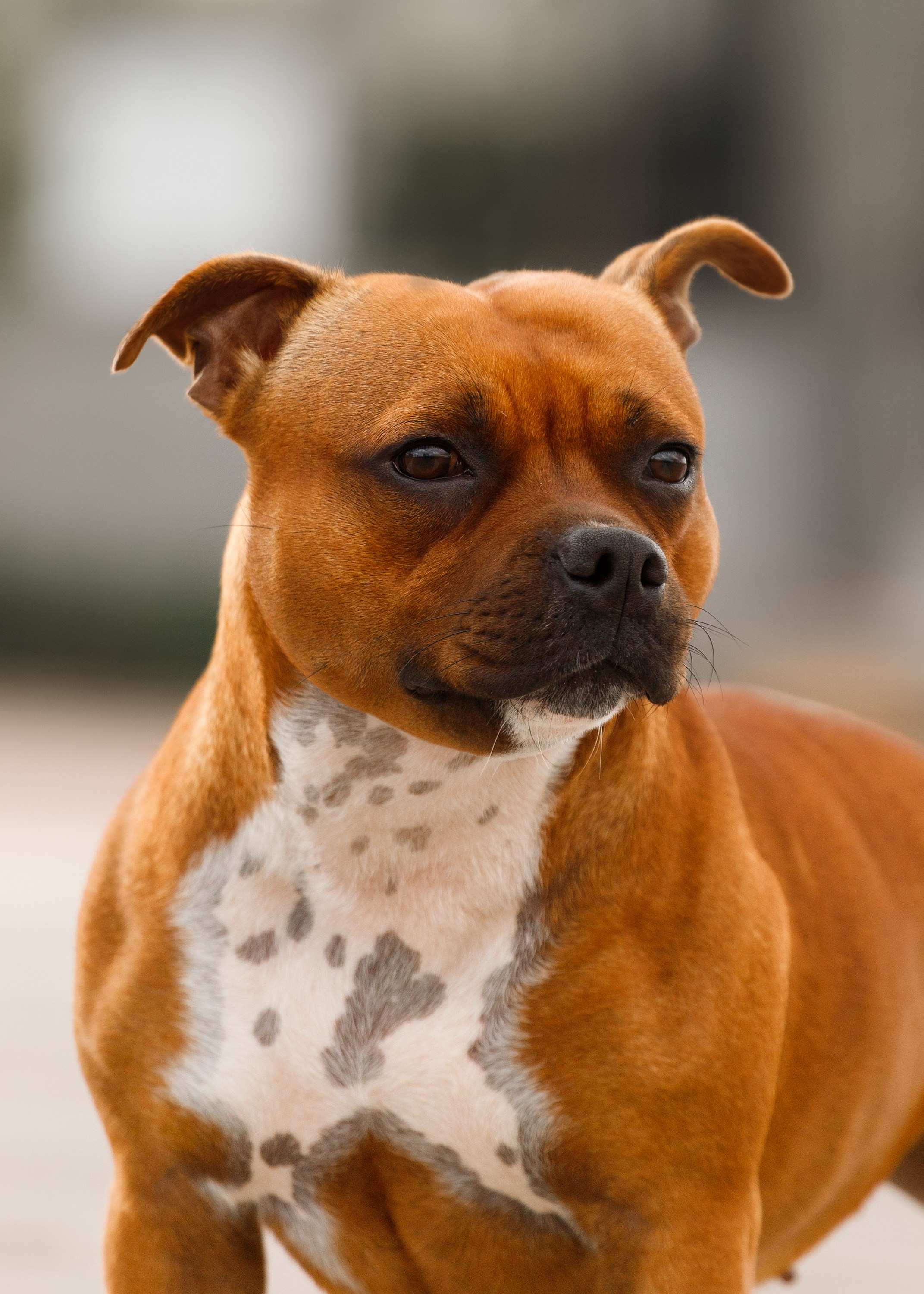 Autumn photo day for dog handler. Kaja | fotograf we Wrocławiu | ludzie i psy