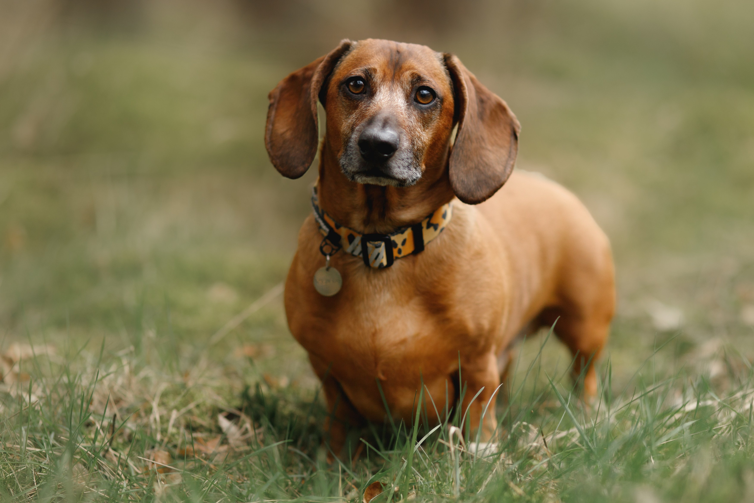 Ania, Franek & Vincent. Kaja | fotograf psów we Wrocławiu
