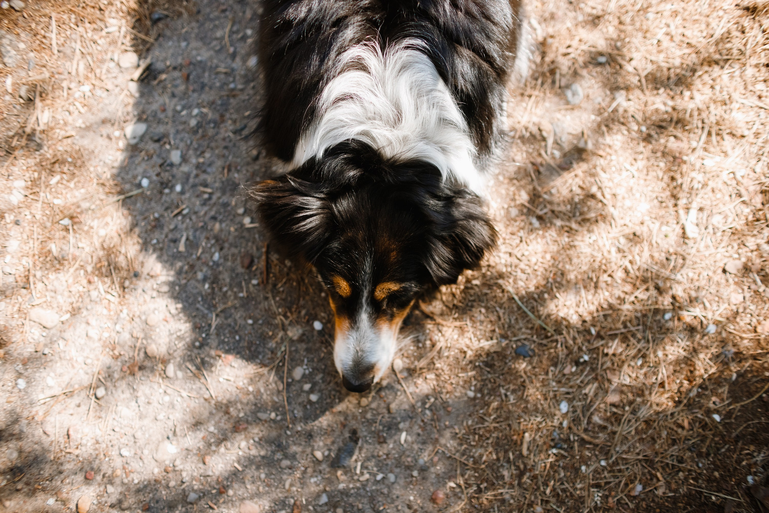 Dog trainer blog content. Kaja | fotograf we Wrocławiu | ludzie i psy