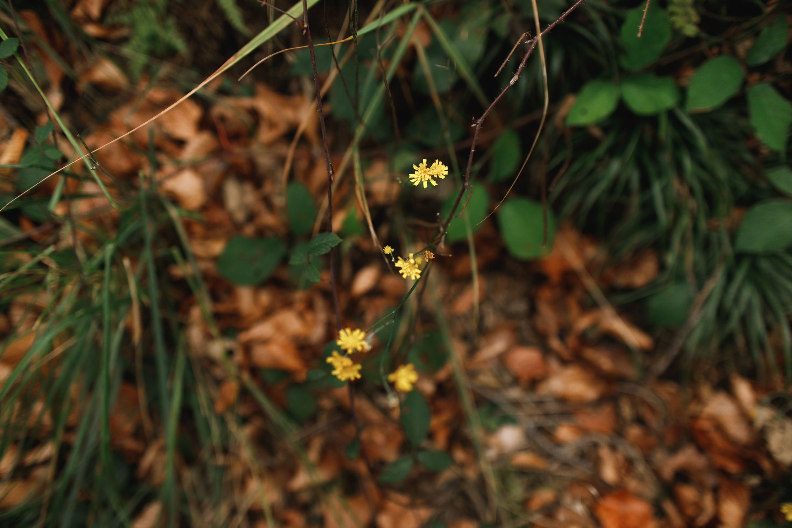 Sowie góry. Kaja | fotograf we Wrocławiu | ludzie i psy