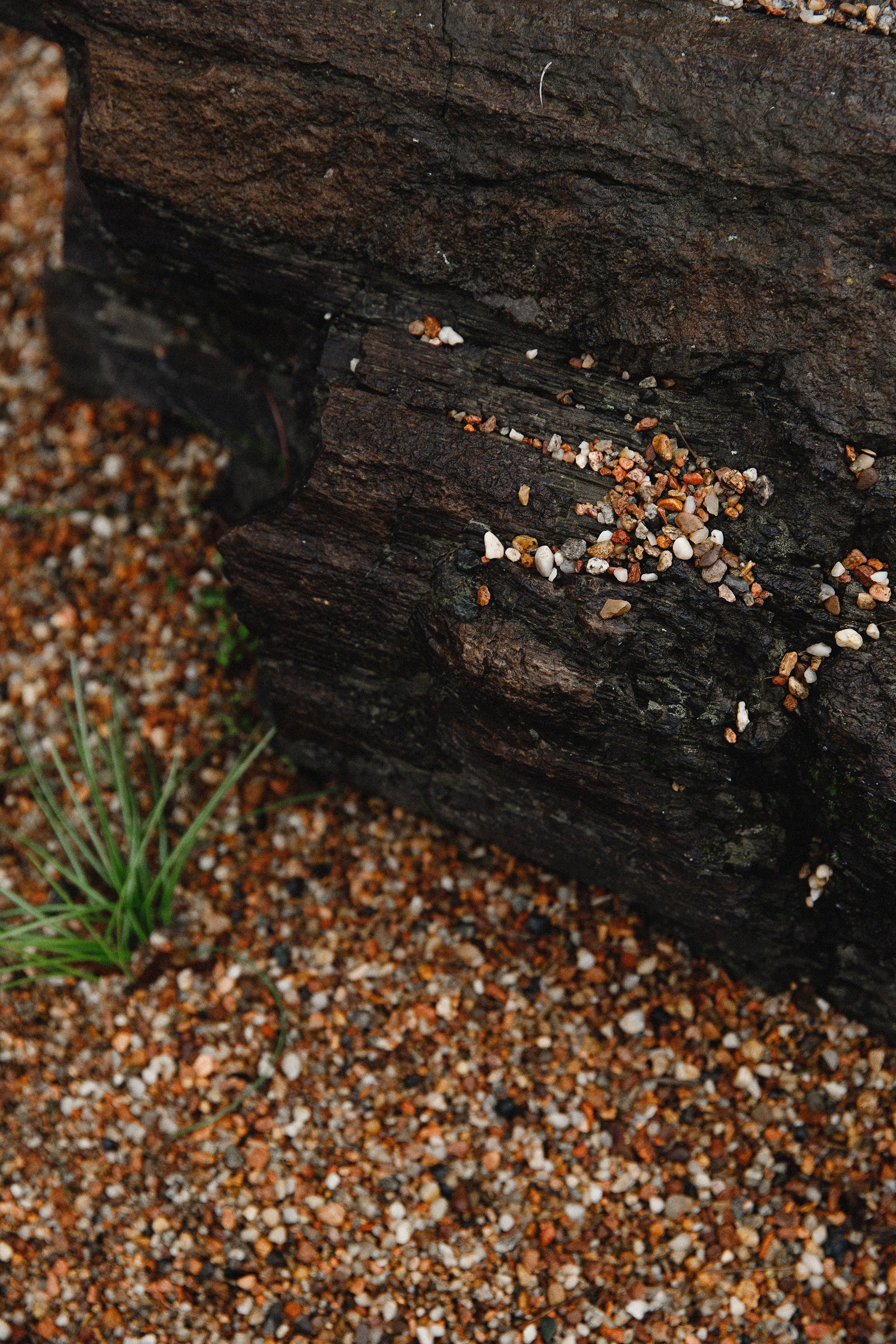 Botanical garden in Wroclaw. Kaja | fotograf we Wrocławiu | ludzie i psy