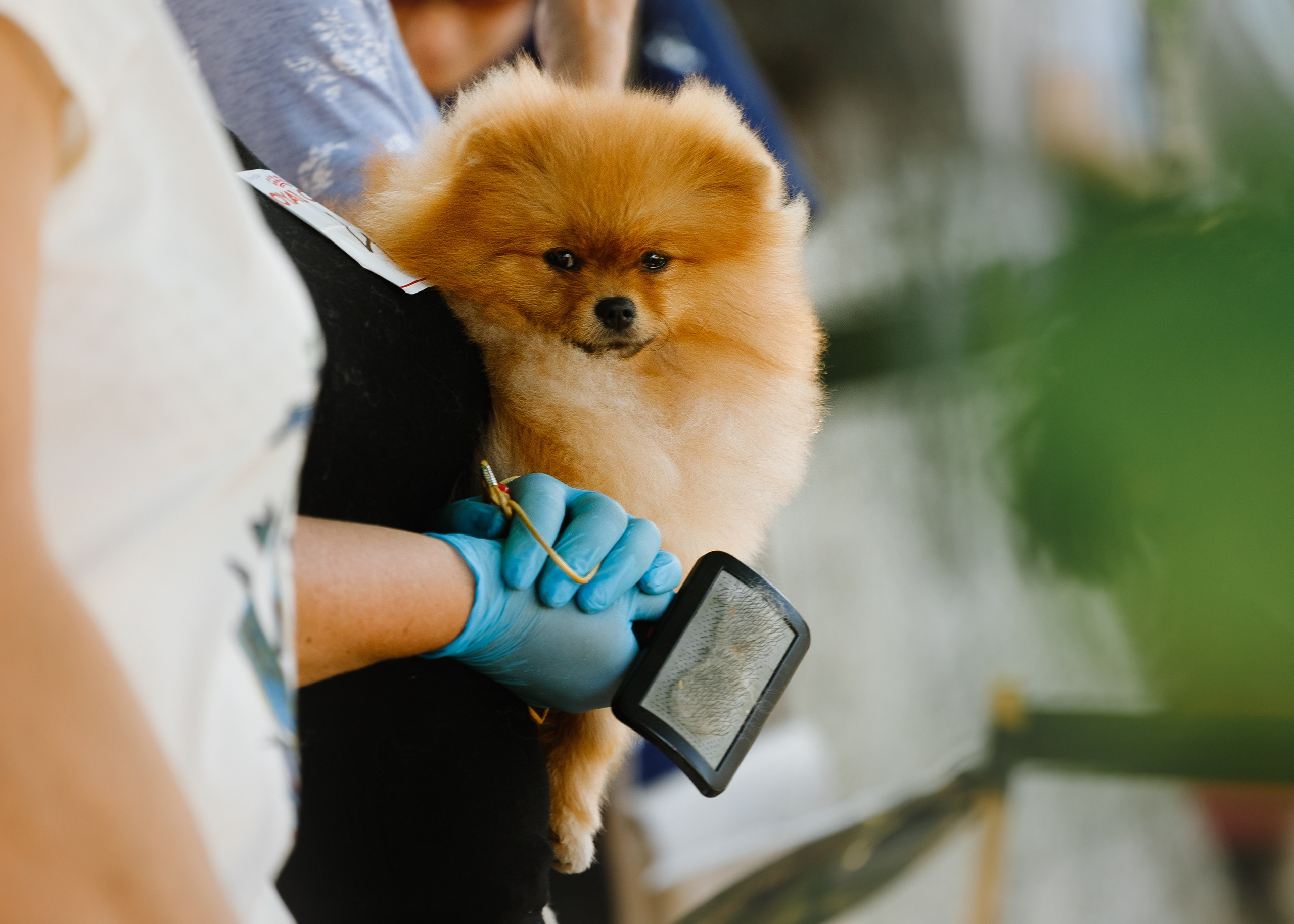 Dog shows | the best ones. Kaja | fotograf psów we Wrocławiu