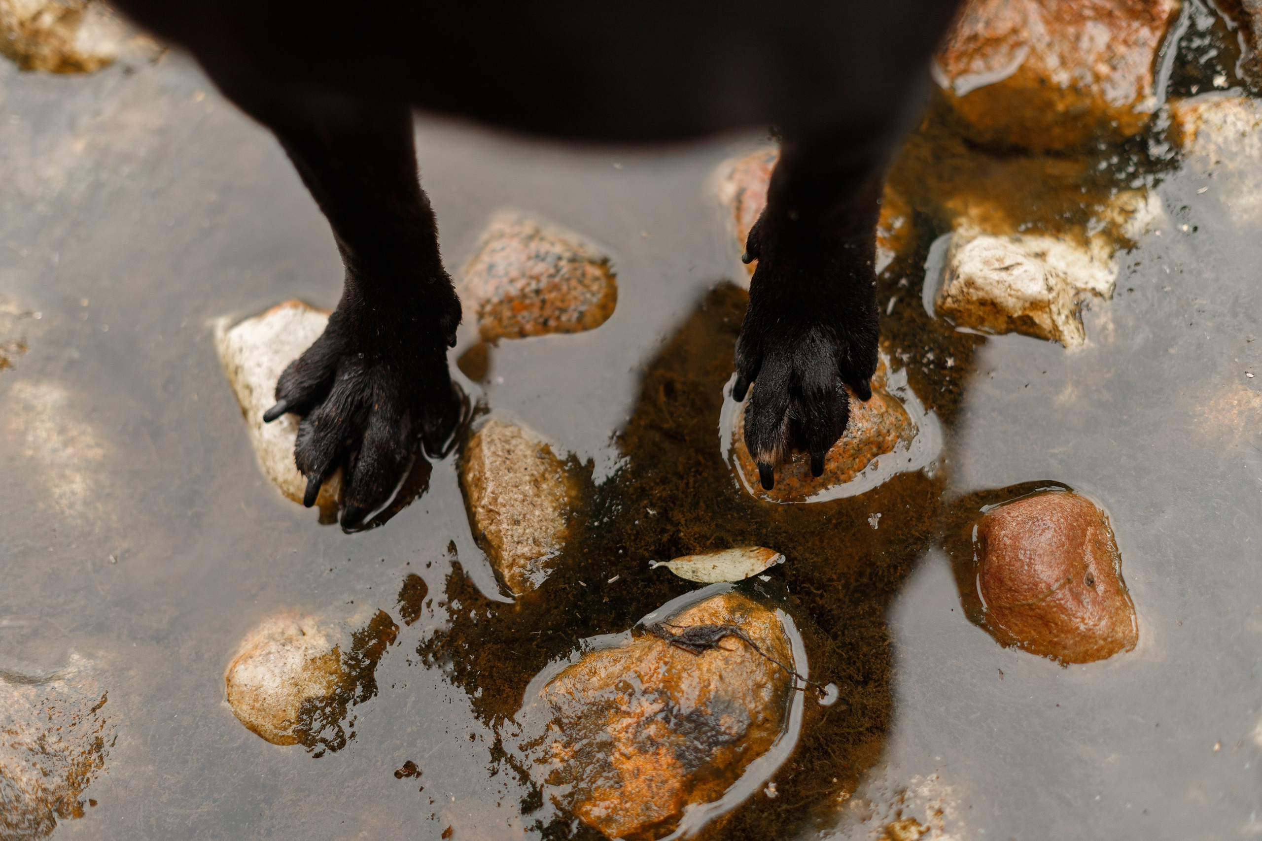 Staffy Yosia. Kaja | fotograf we Wrocławiu | ludzie i psy