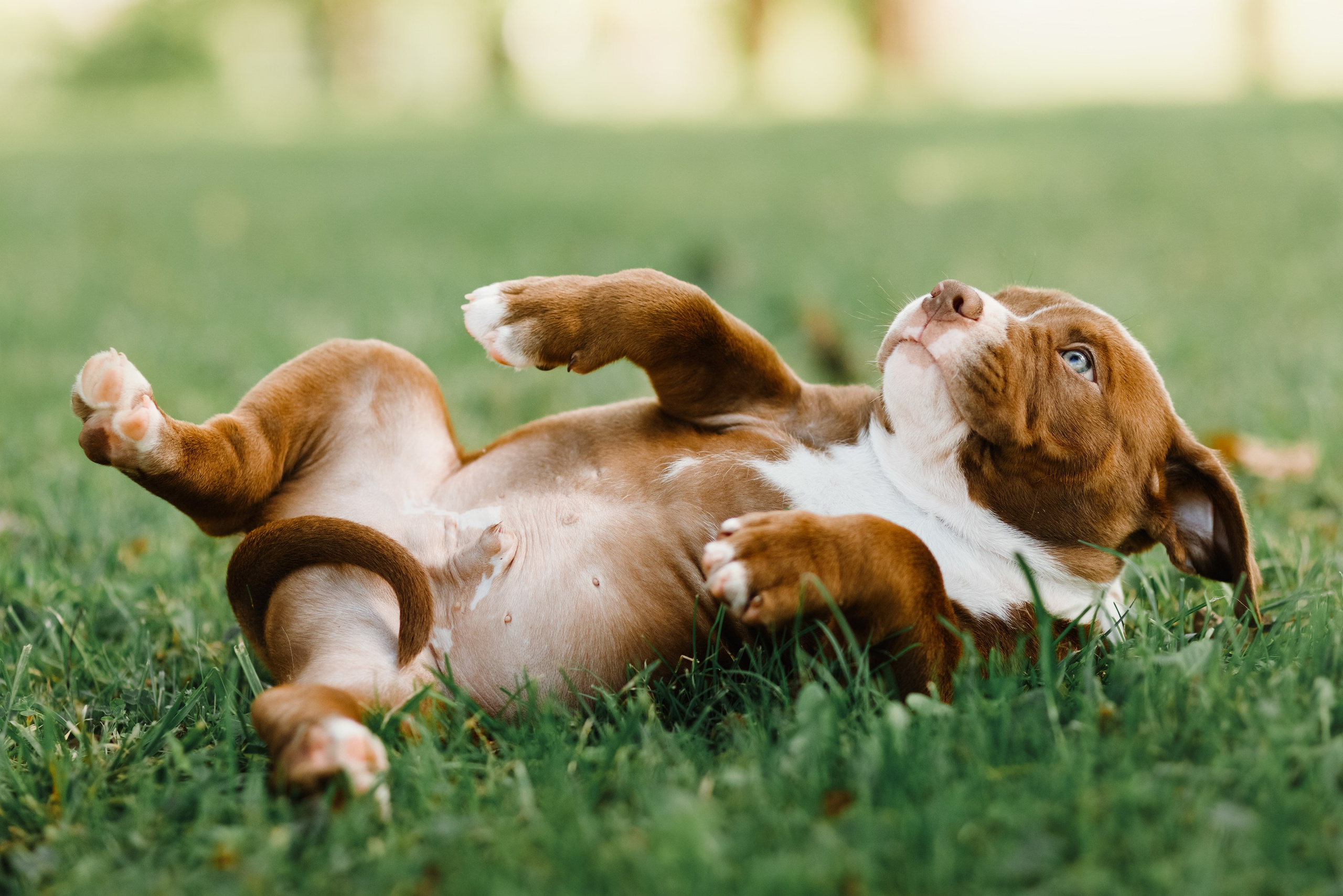 Bullie puppies. Kaja | fotograf we Wrocławiu | ludzie i psy