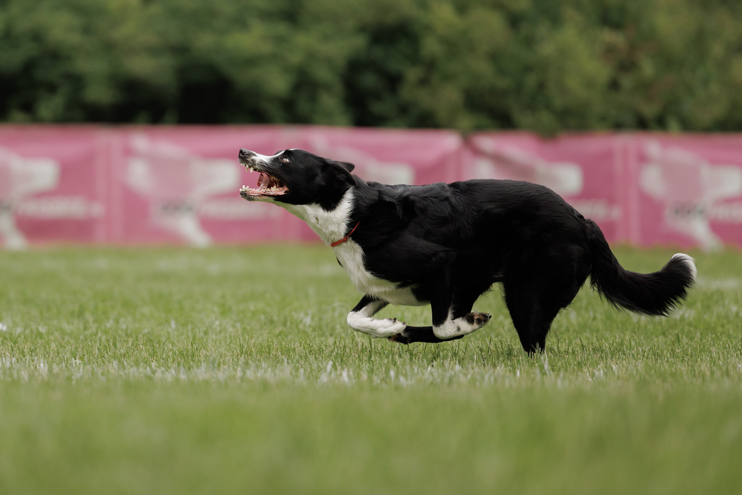Latające psy, Wrocław'25. Kaja | fotograf psów we Wrocławiu