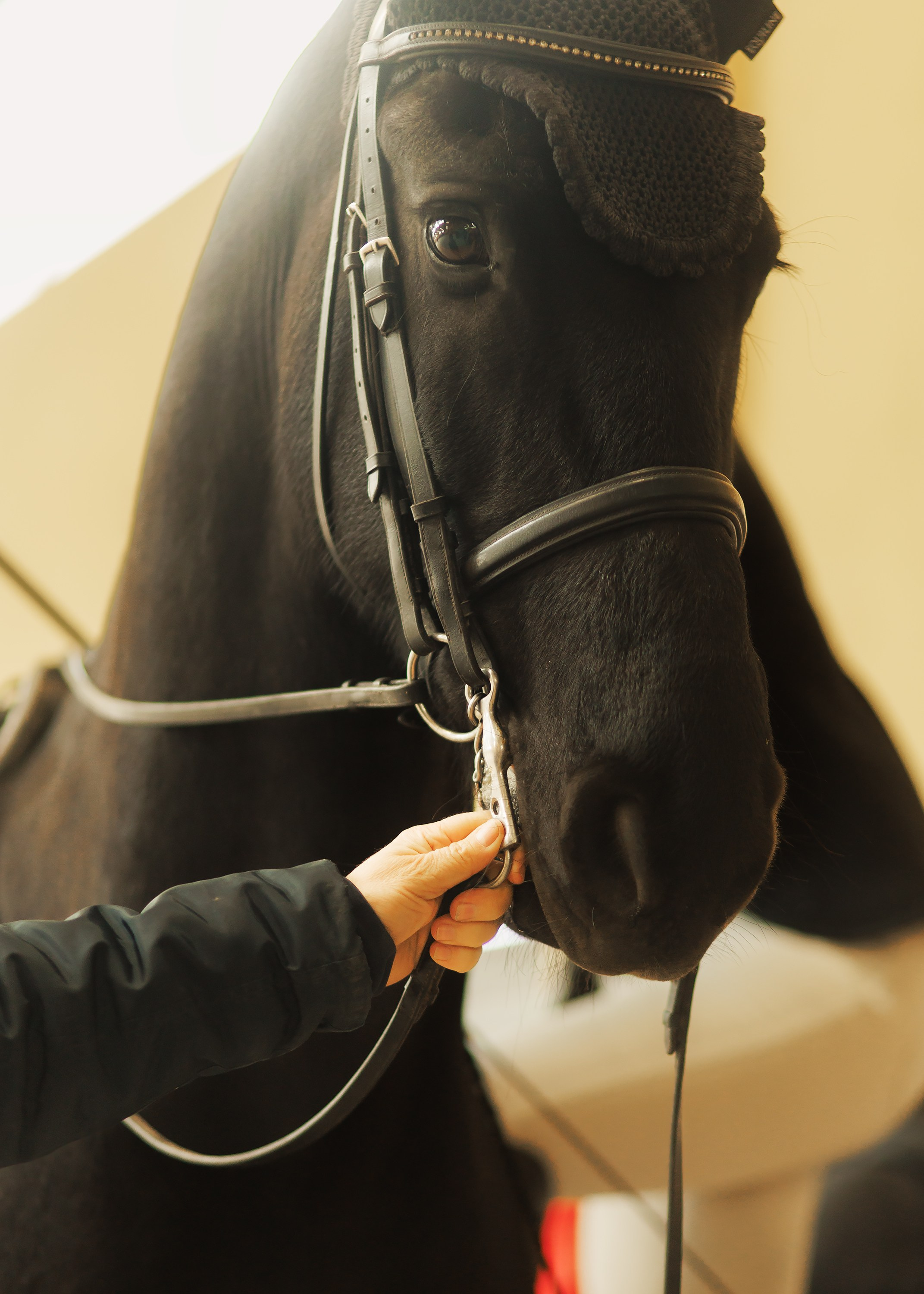 Fotografia koni Wrocław \ ujeżdżenie, Partynice. Kaja | fotograf we Wrocławiu | ludzie i psy