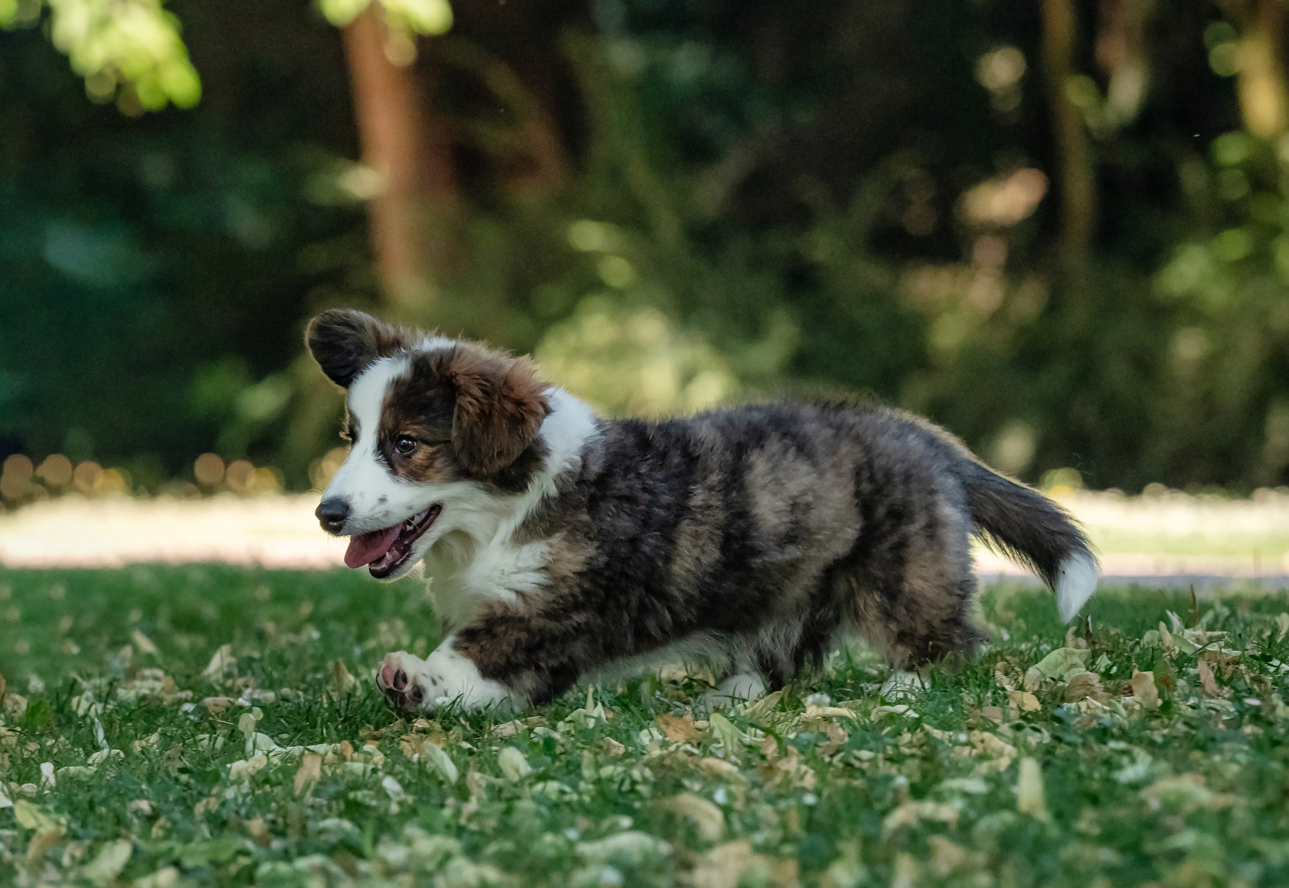 Puppies 03/06/2025. Photographe à Strasbourg | Portraits, Studio, Enfants, Événements