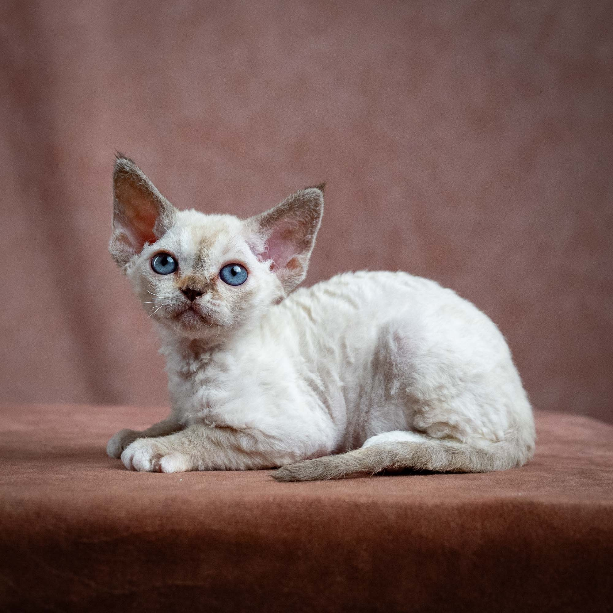 Lily, girl, born 12.20.2025. Devon Rex Pixie Cattery