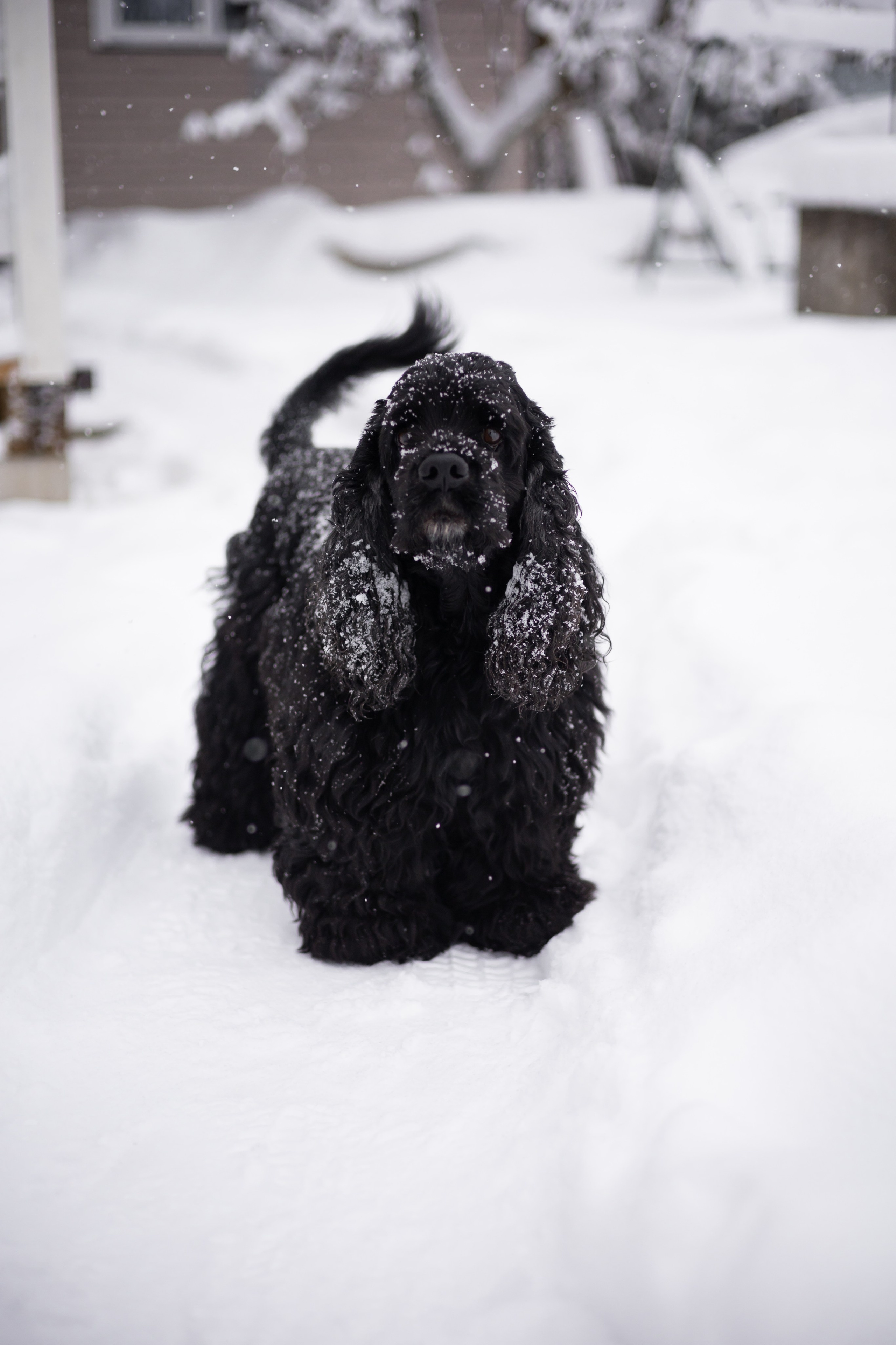 Кейт и Ен. Фотограф-анималист | Белград
