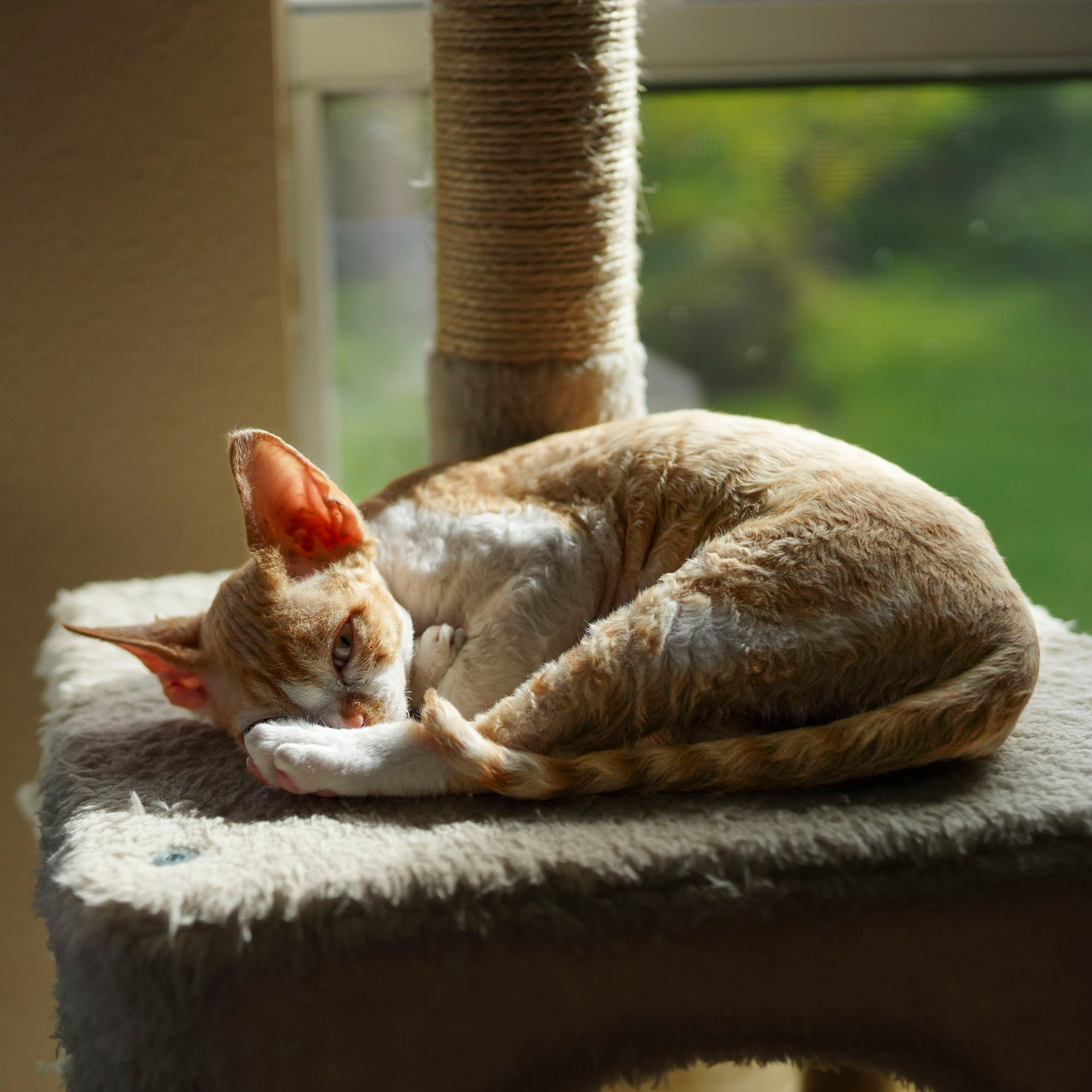 Buster, Boy, born on 29.07.23, SOLD. Devon Rex Pixie Cattery