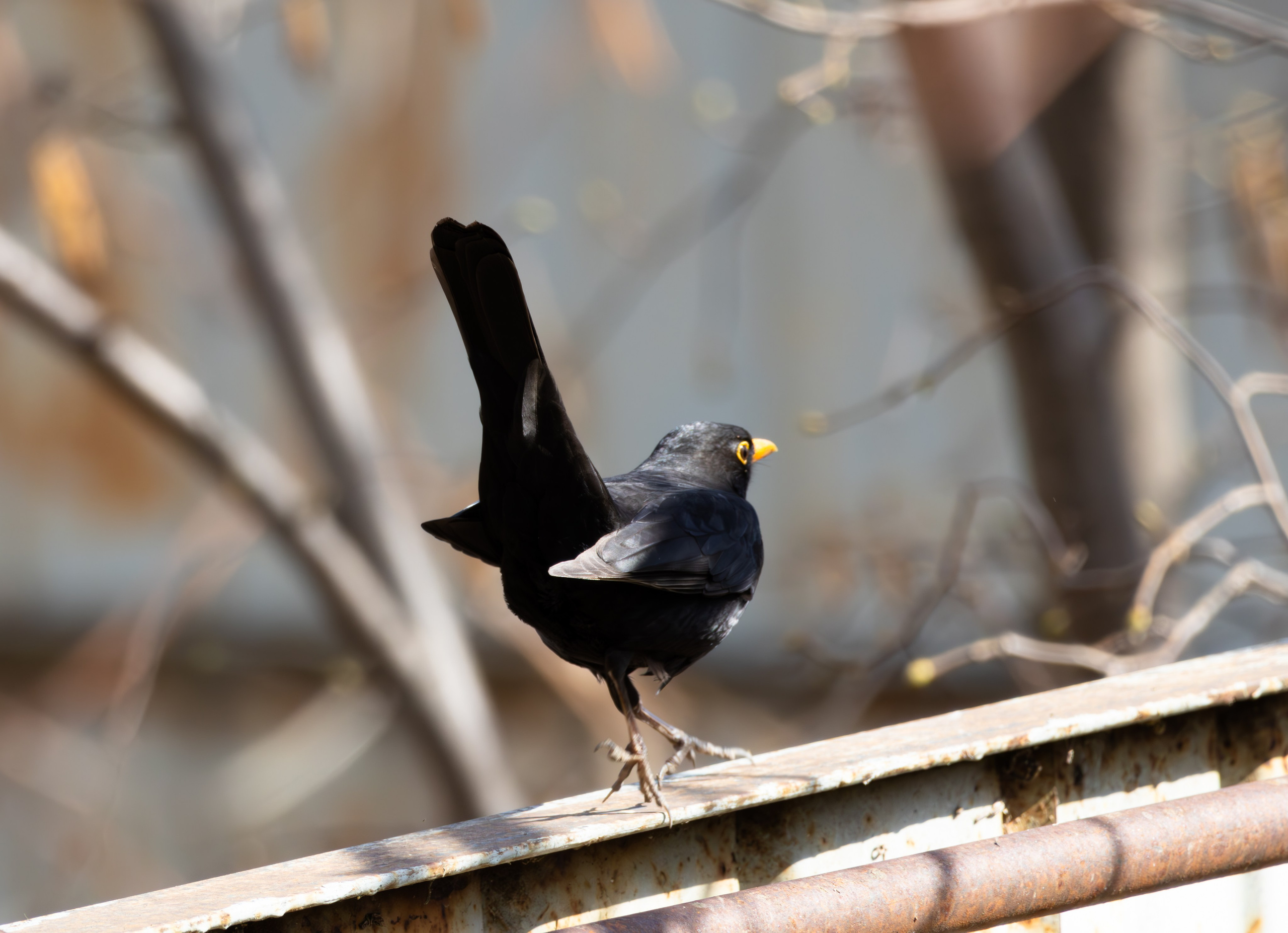 ბუნება. FramefreeMan