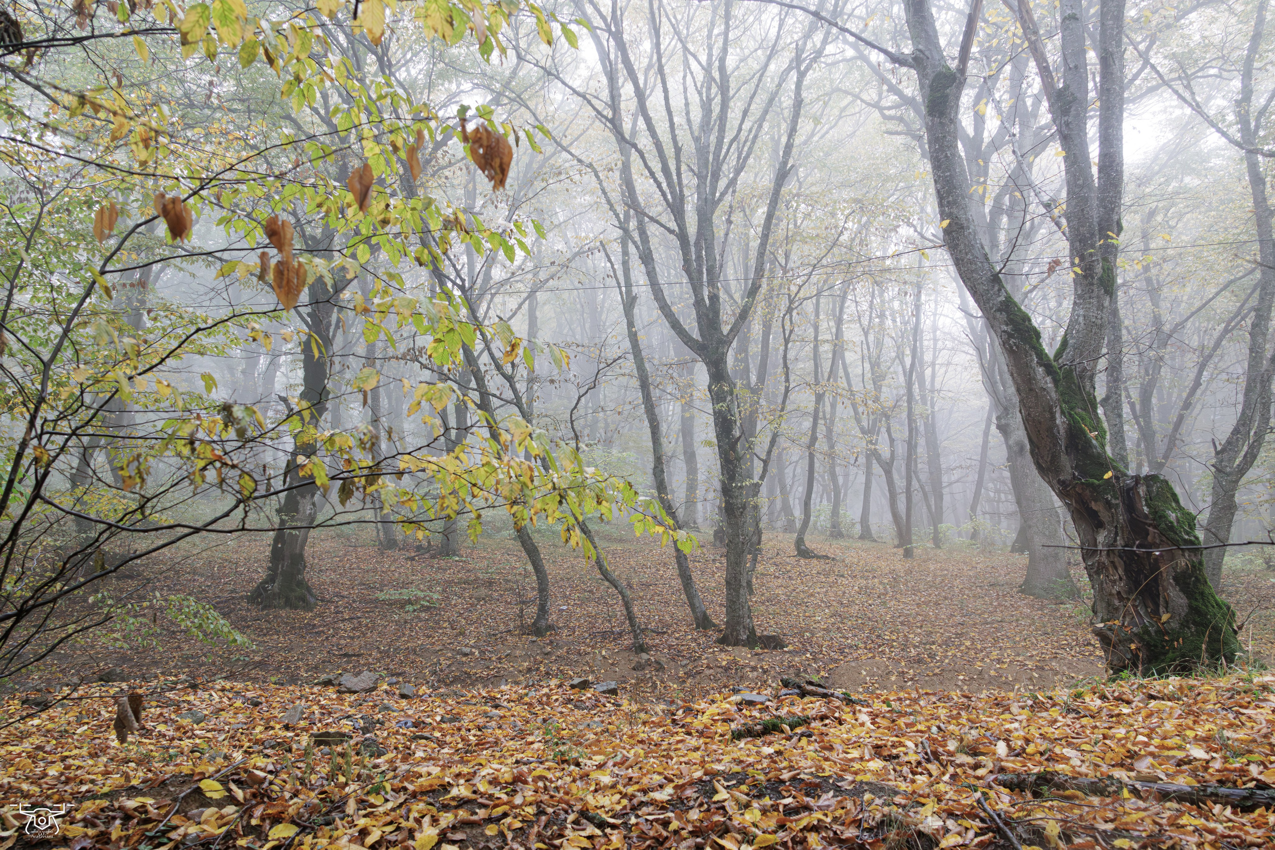 კოჯრის ტყის ნისლები. FramefreeMan