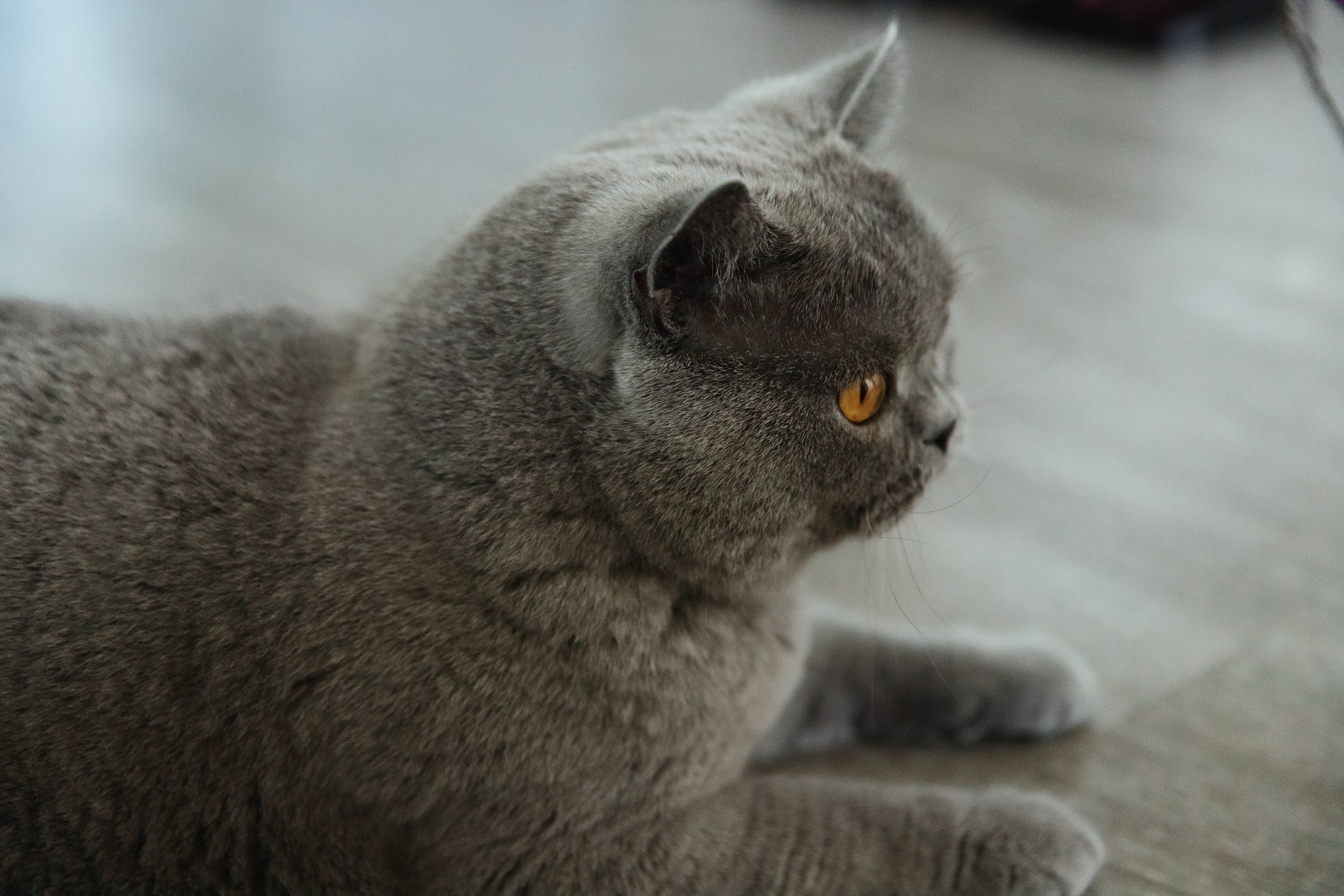 Boczka & Dimitrii. Kaja | fotograf we Wrocławiu | ludzie i psy