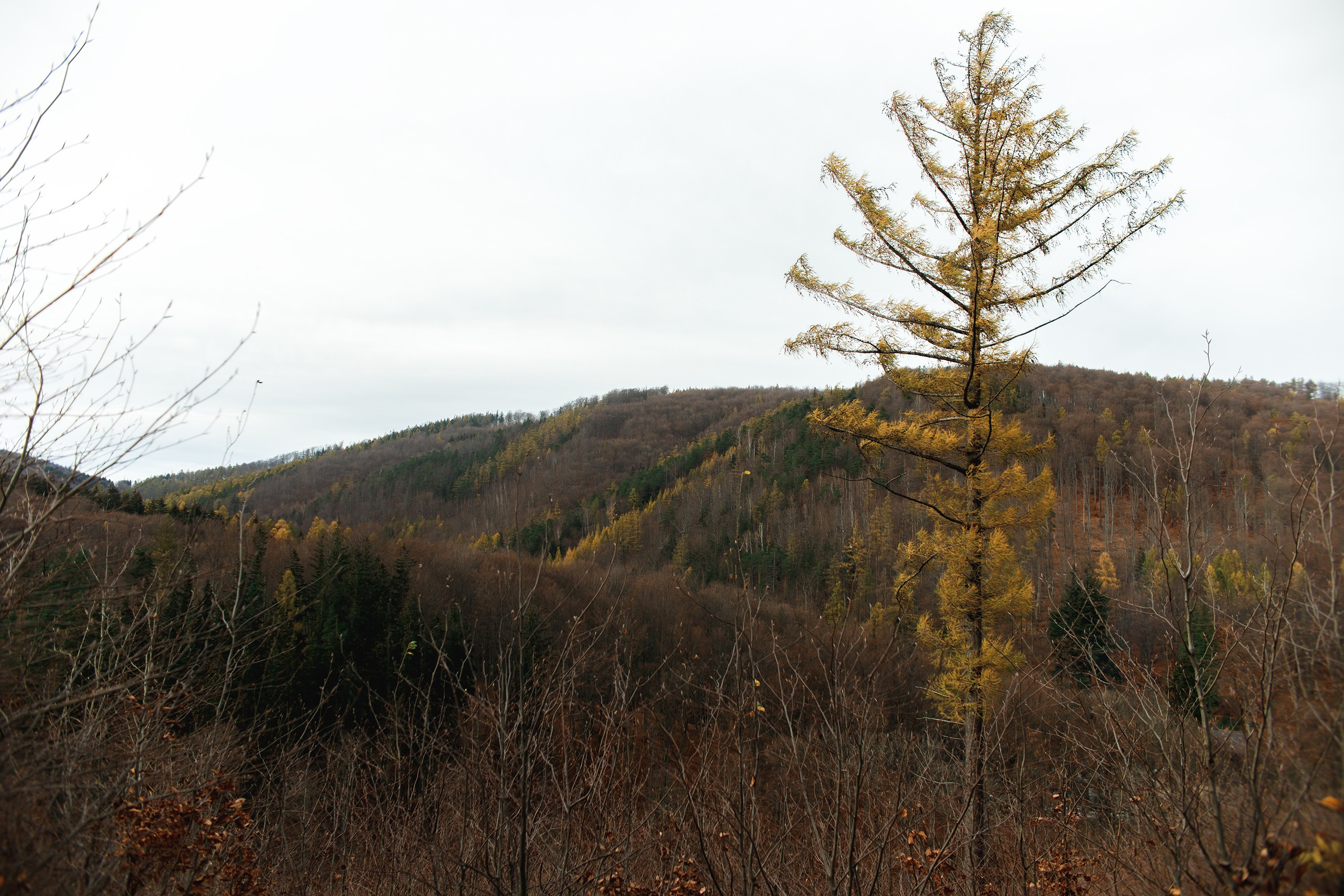 Sowie góry. Kaja | fotograf we Wrocławiu | ludzie i psy