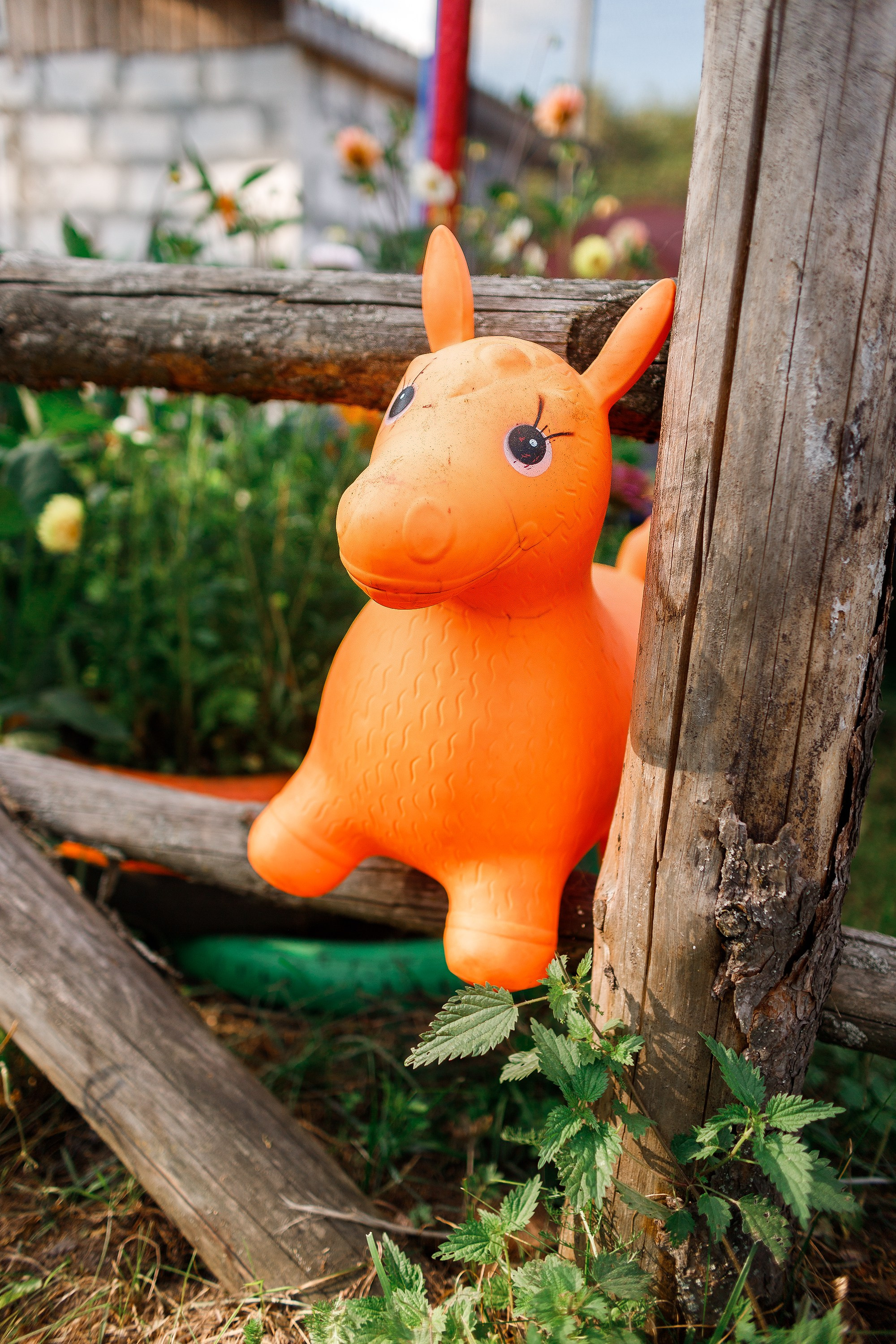 Horse show in the village. Kaja | fotograf we Wrocławiu | ludzie i psy