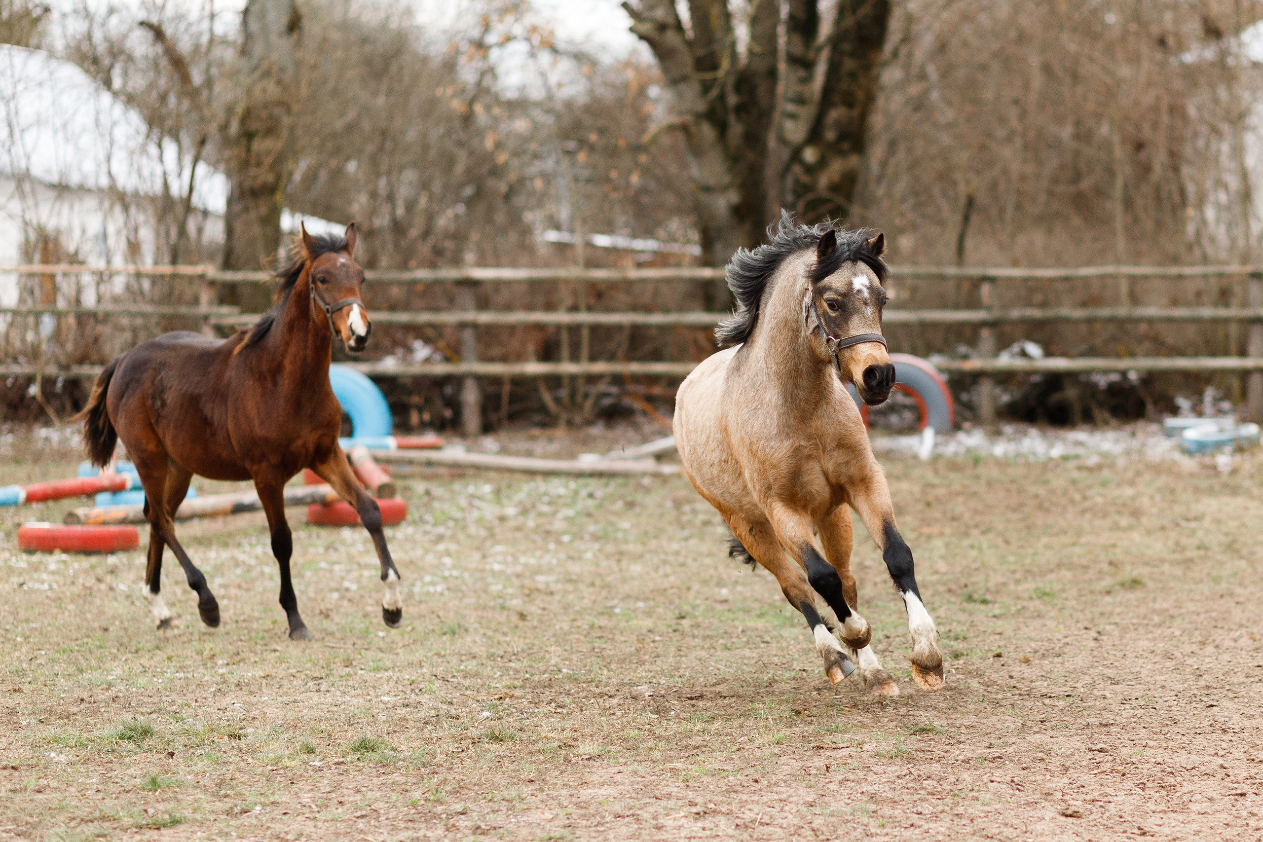 Winter stable. Kaja | fotograf psów we Wrocławiu