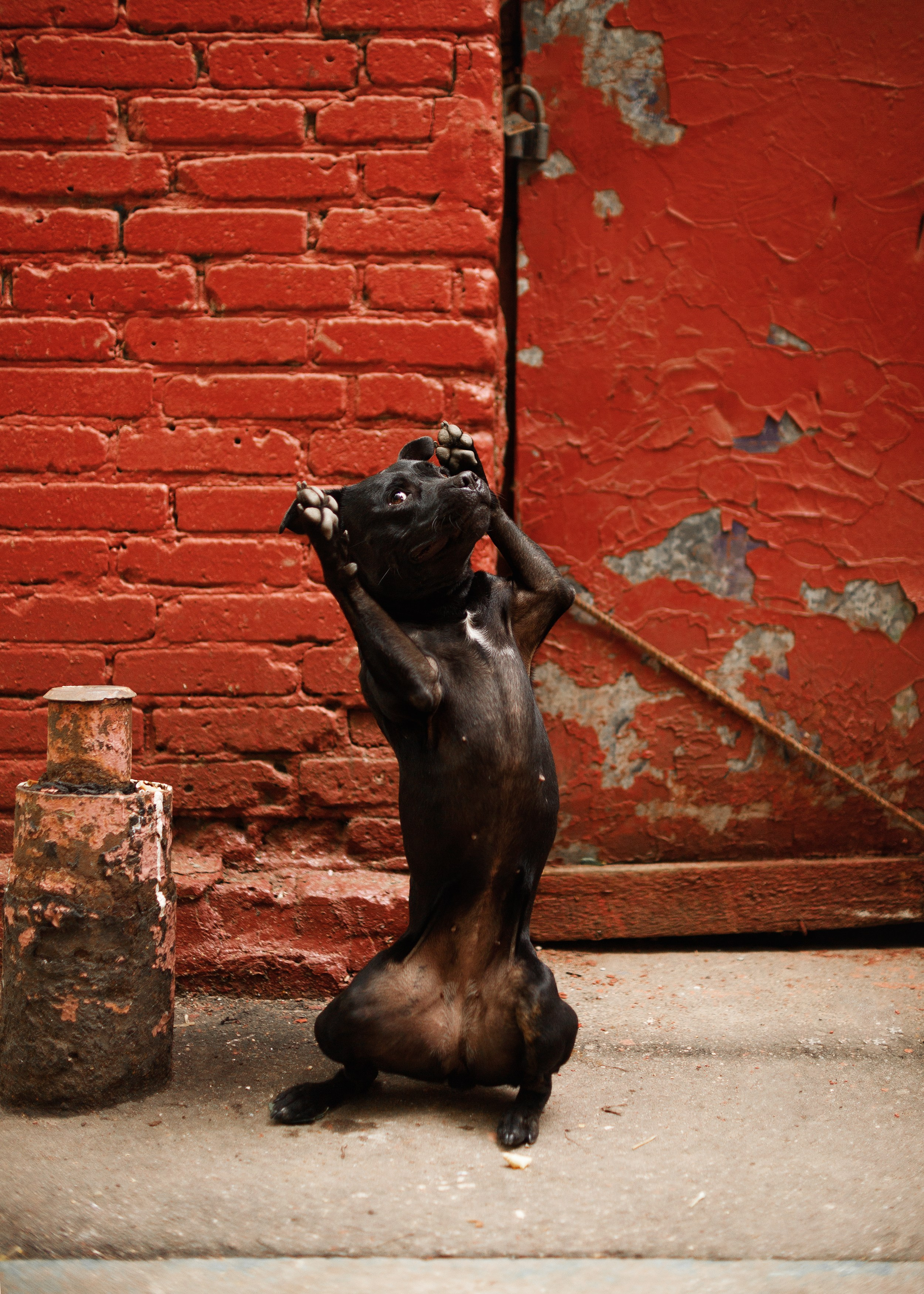 Staffy Yosia. Kaja | fotograf we Wrocławiu | ludzie i psy