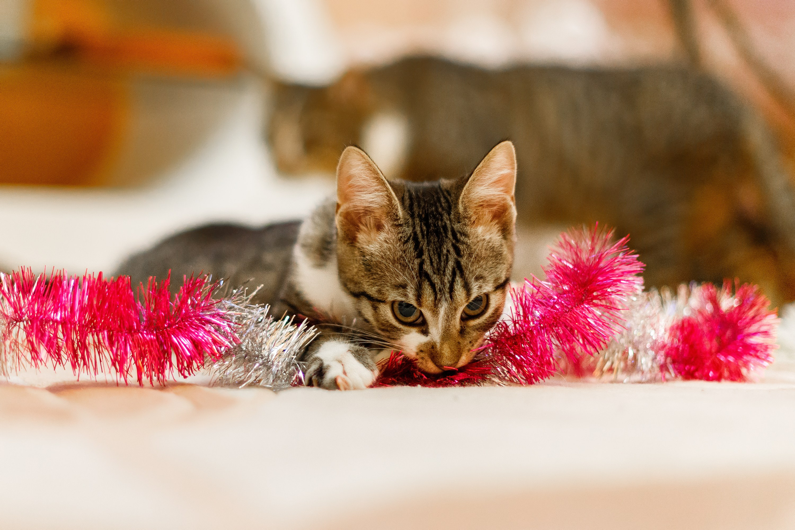 Cats for adoption. Kaja | fotograf we Wrocławiu | ludzie i psy