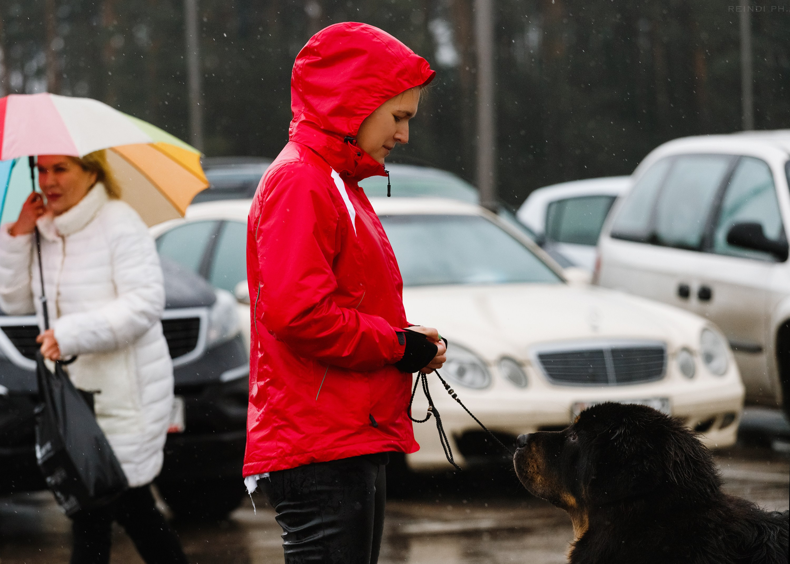 Rainy dog show in Grodno. Kaja | fotograf we Wrocławiu | ludzie i psy