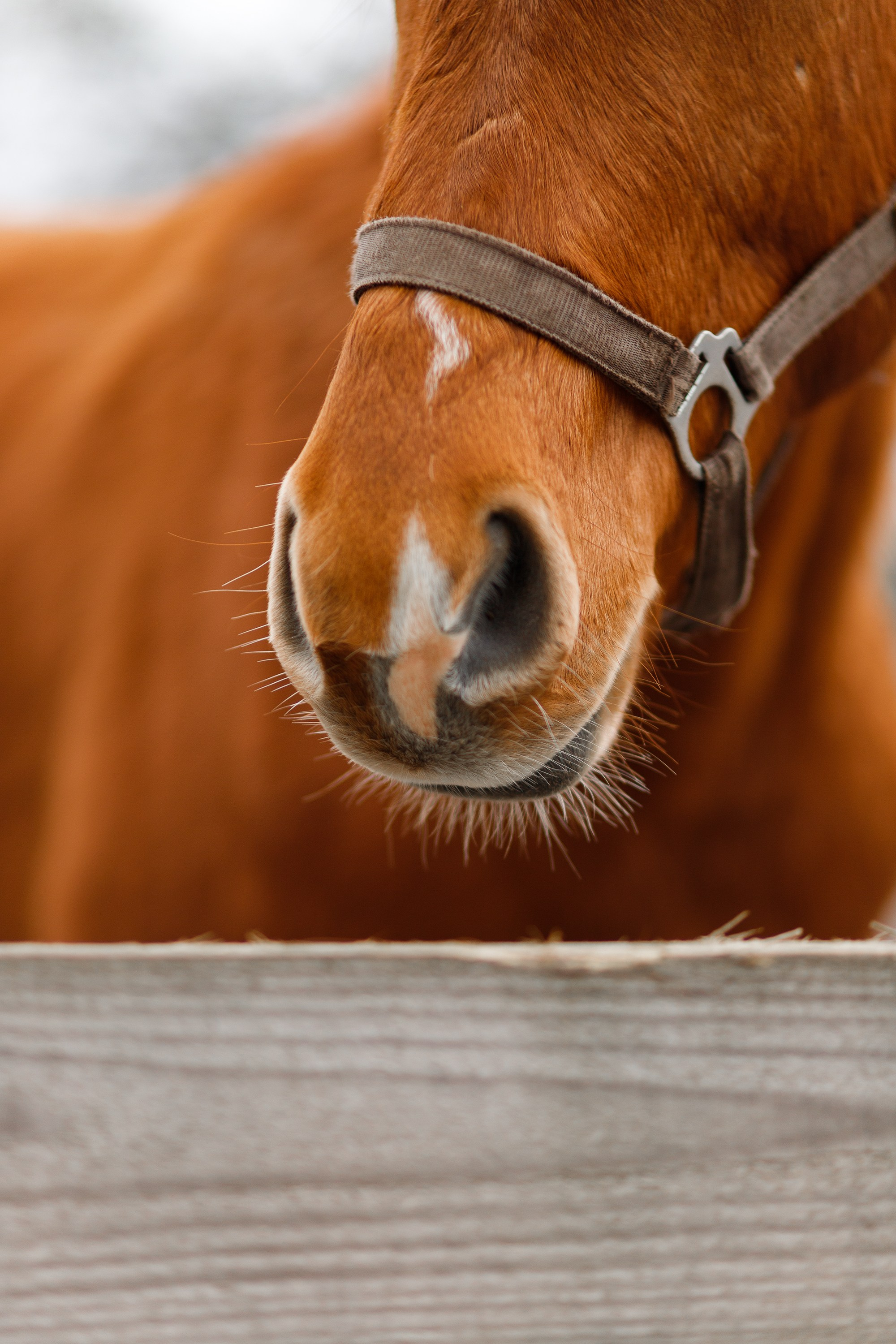 Winter stable. Kaja | fotograf psów we Wrocławiu