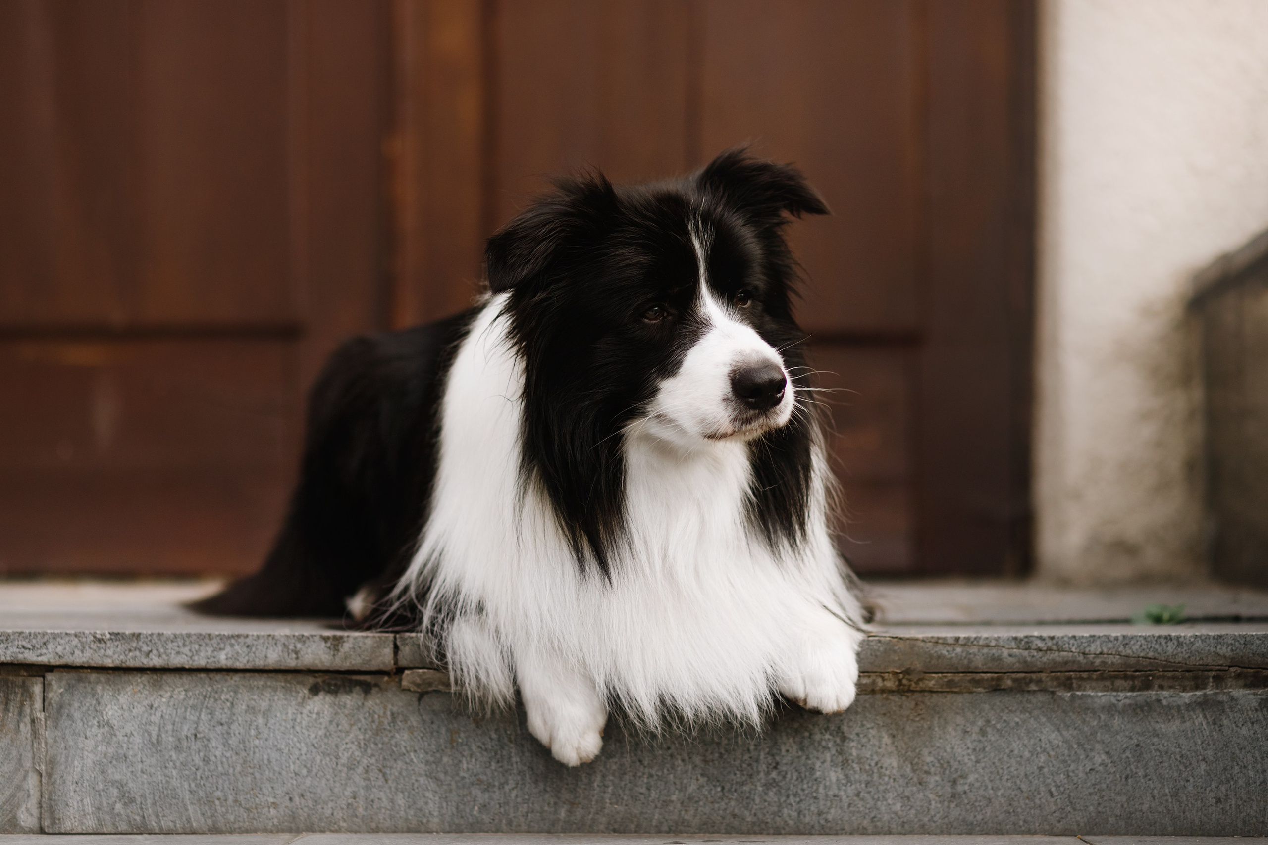 Evgenia & Richard. Kaja | fotograf we Wrocławiu | ludzie i psy