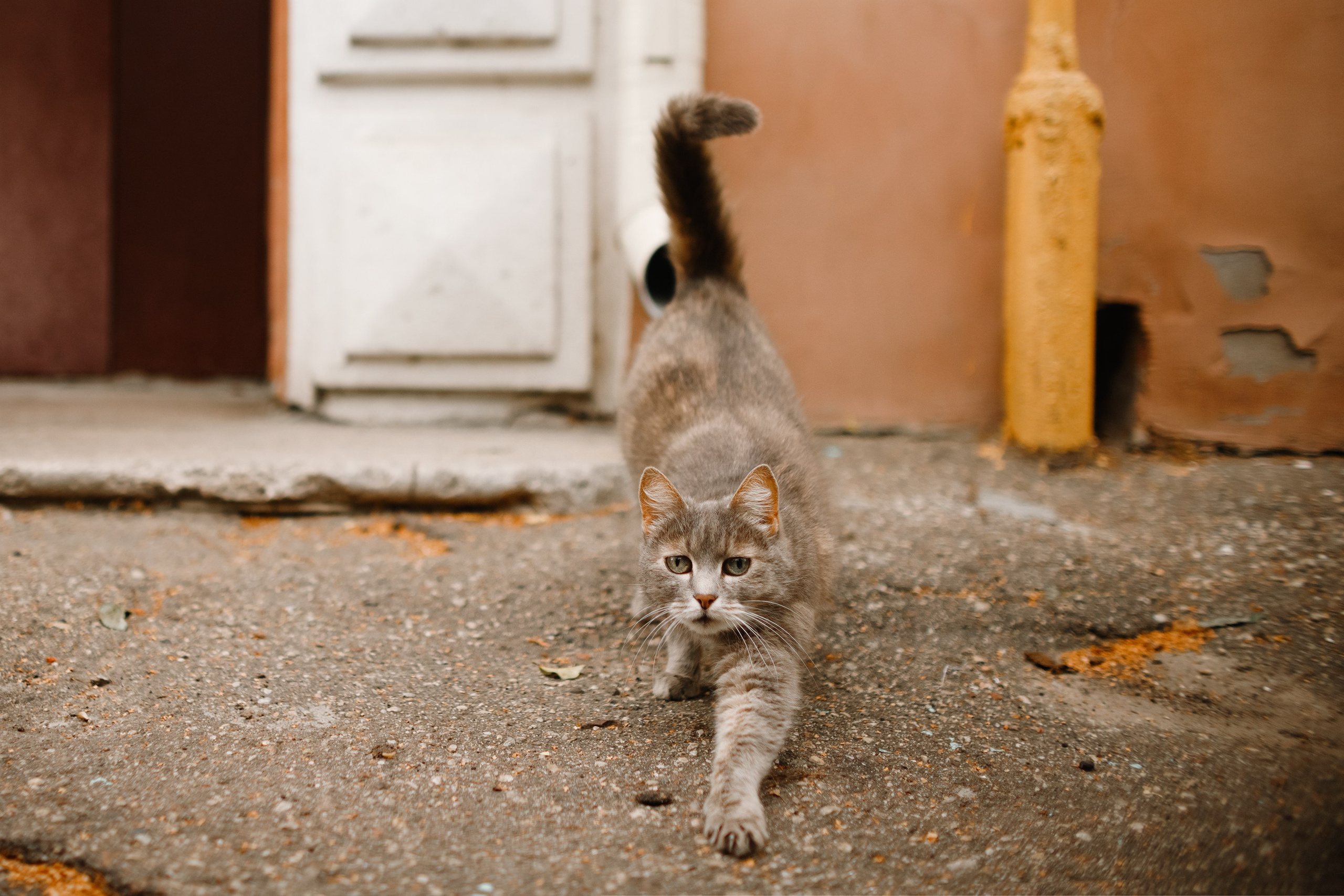 Grodno. Kaja | fotograf we Wrocławiu | ludzie i psy