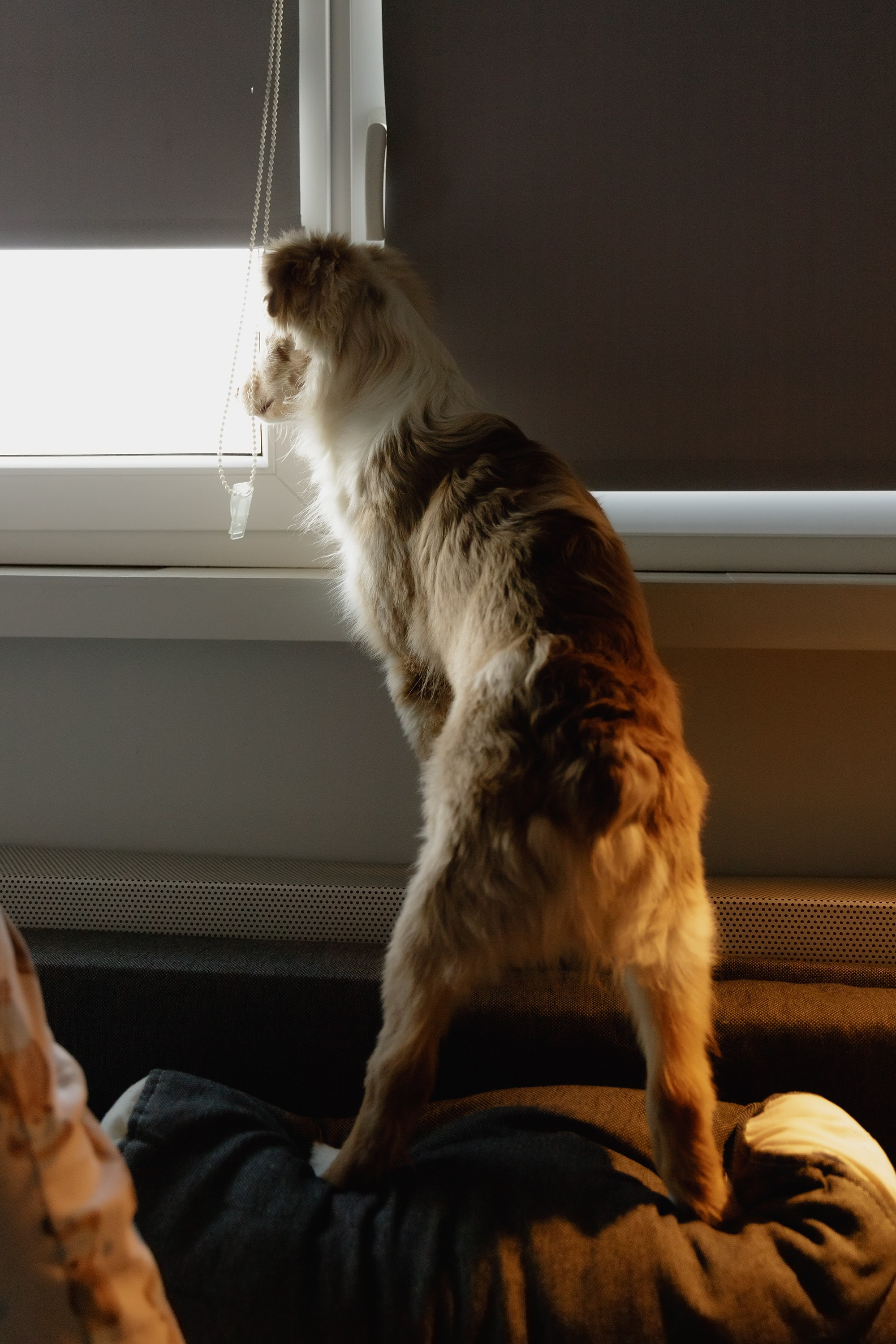 Fotografia psów Wrocław. Kaja | fotograf we Wrocławiu | ludzie i psy