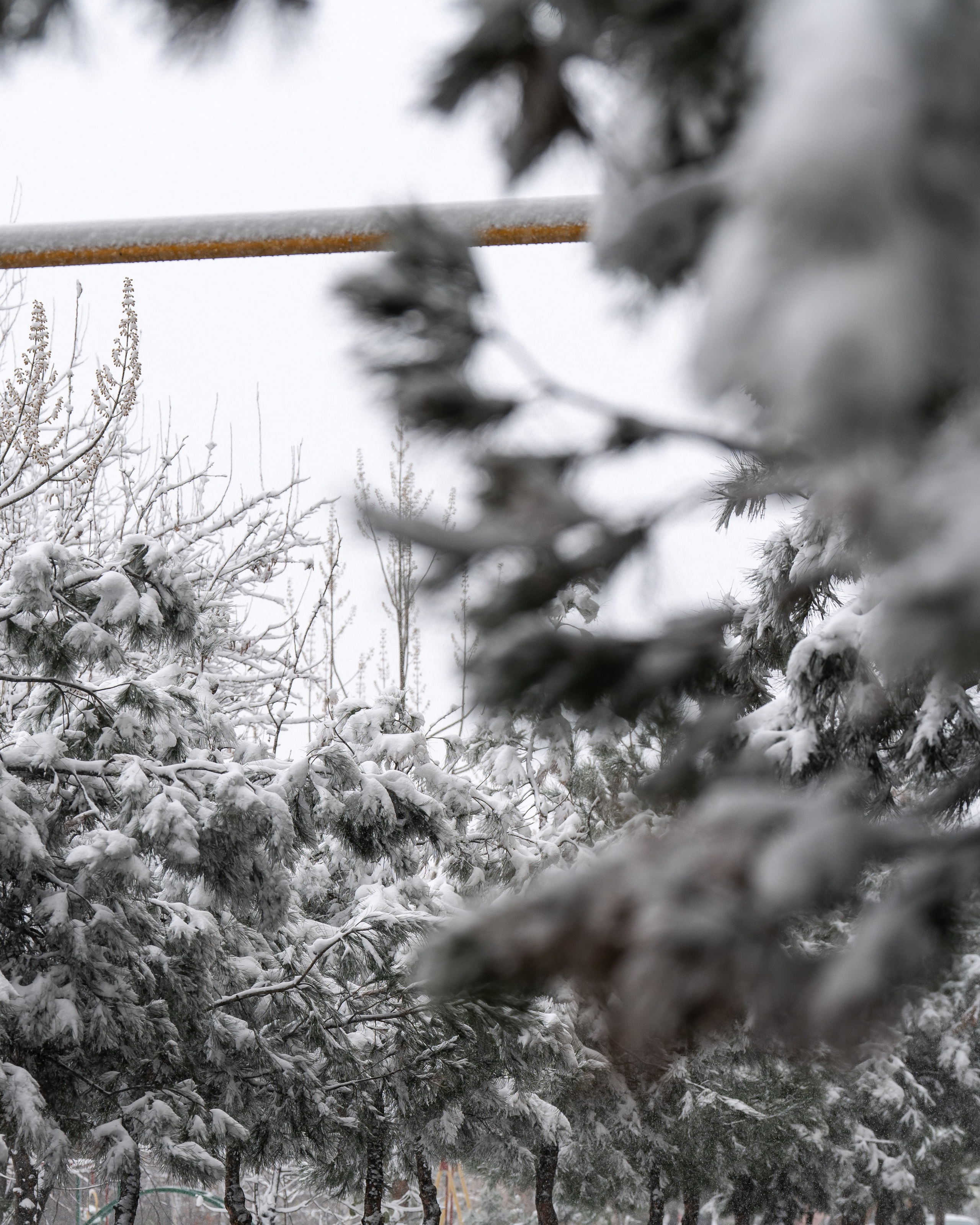 Снег. Георгий Намазов | Фотограф в Ташкенте
