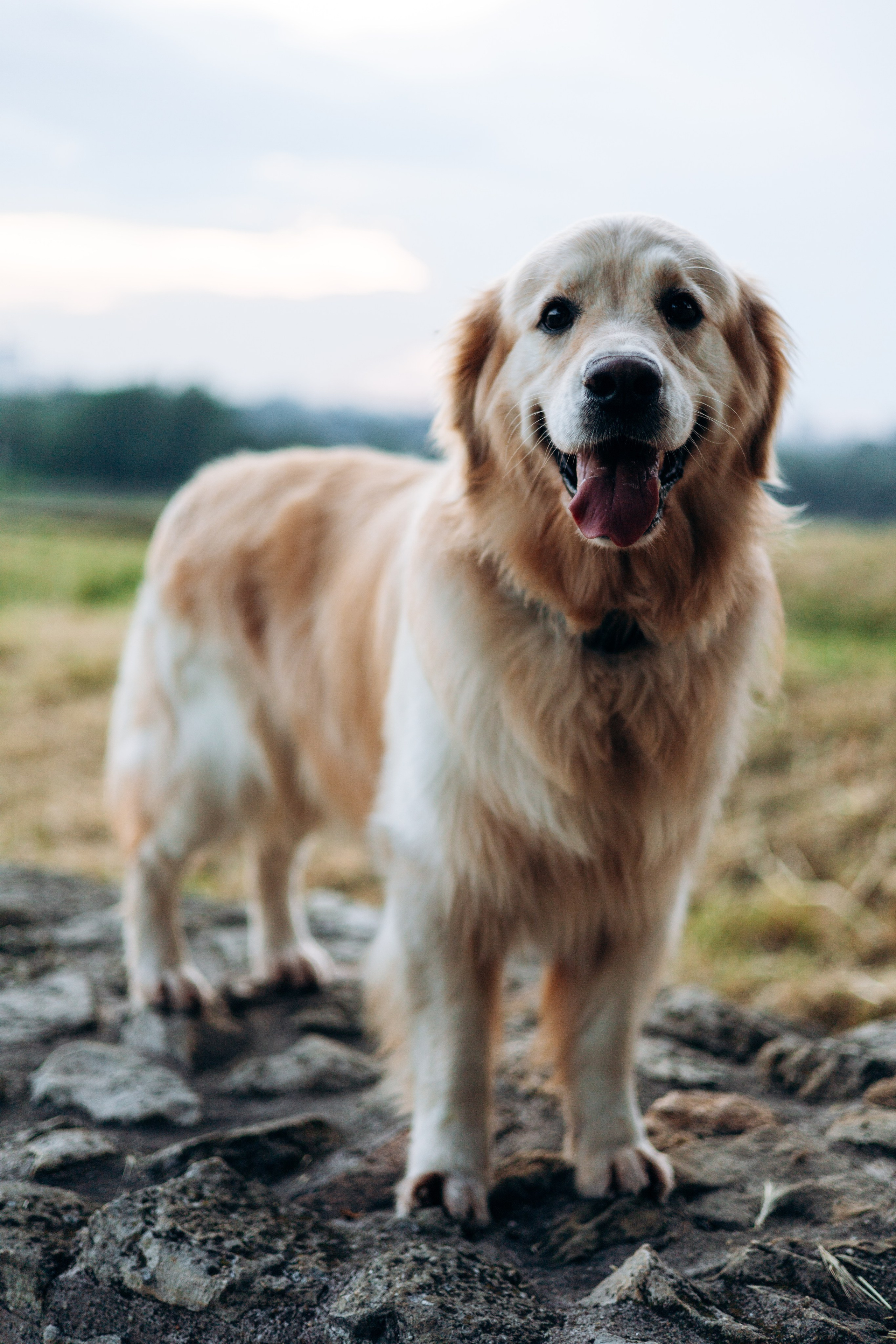 Глеб и Инди. Фотограф-анималист | Белград