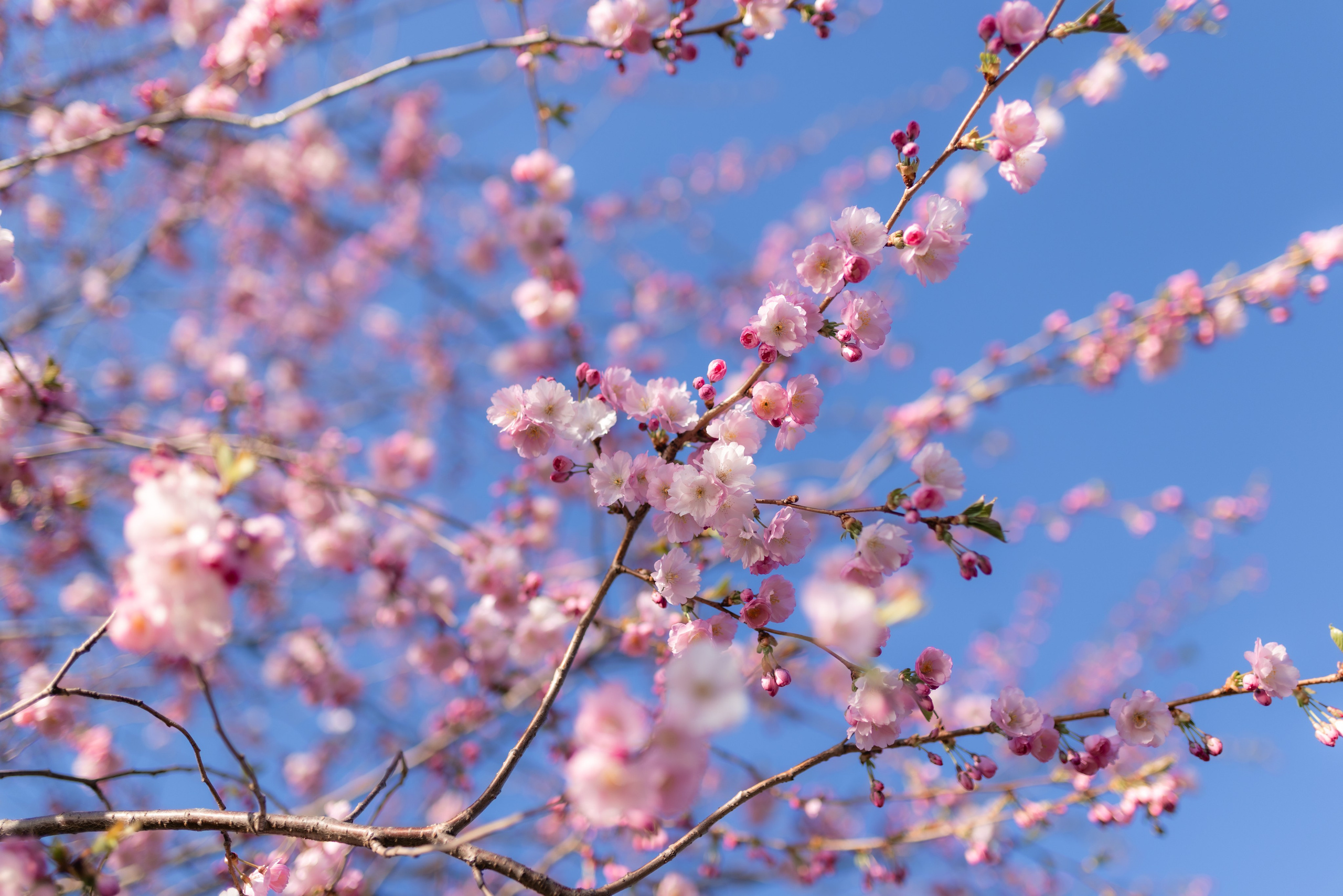 Fotogrāfe Zane Stulpiņa