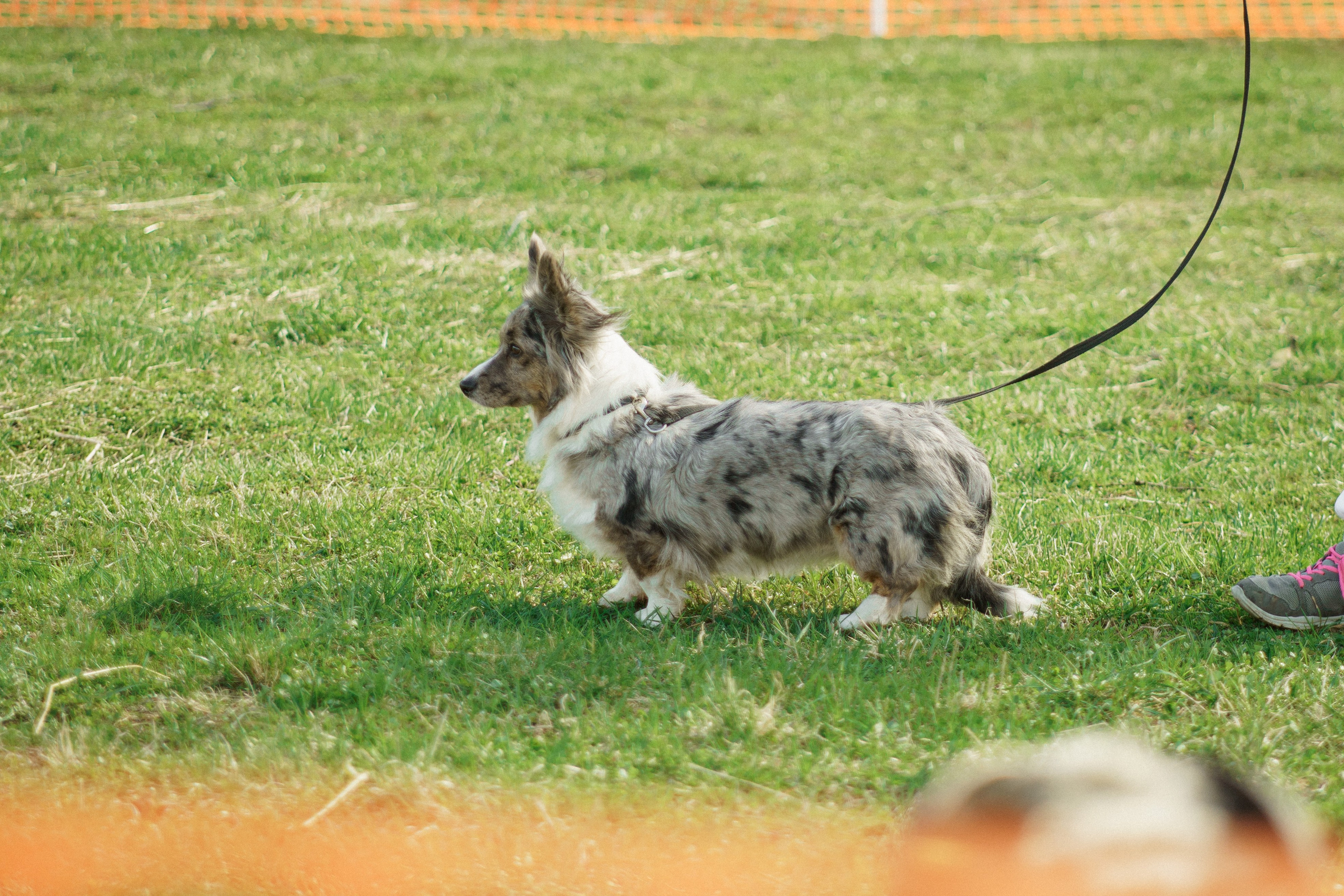 Herding Days, 26 apr. 2025. Kat Laisaar — Pet photographer in Tallinn