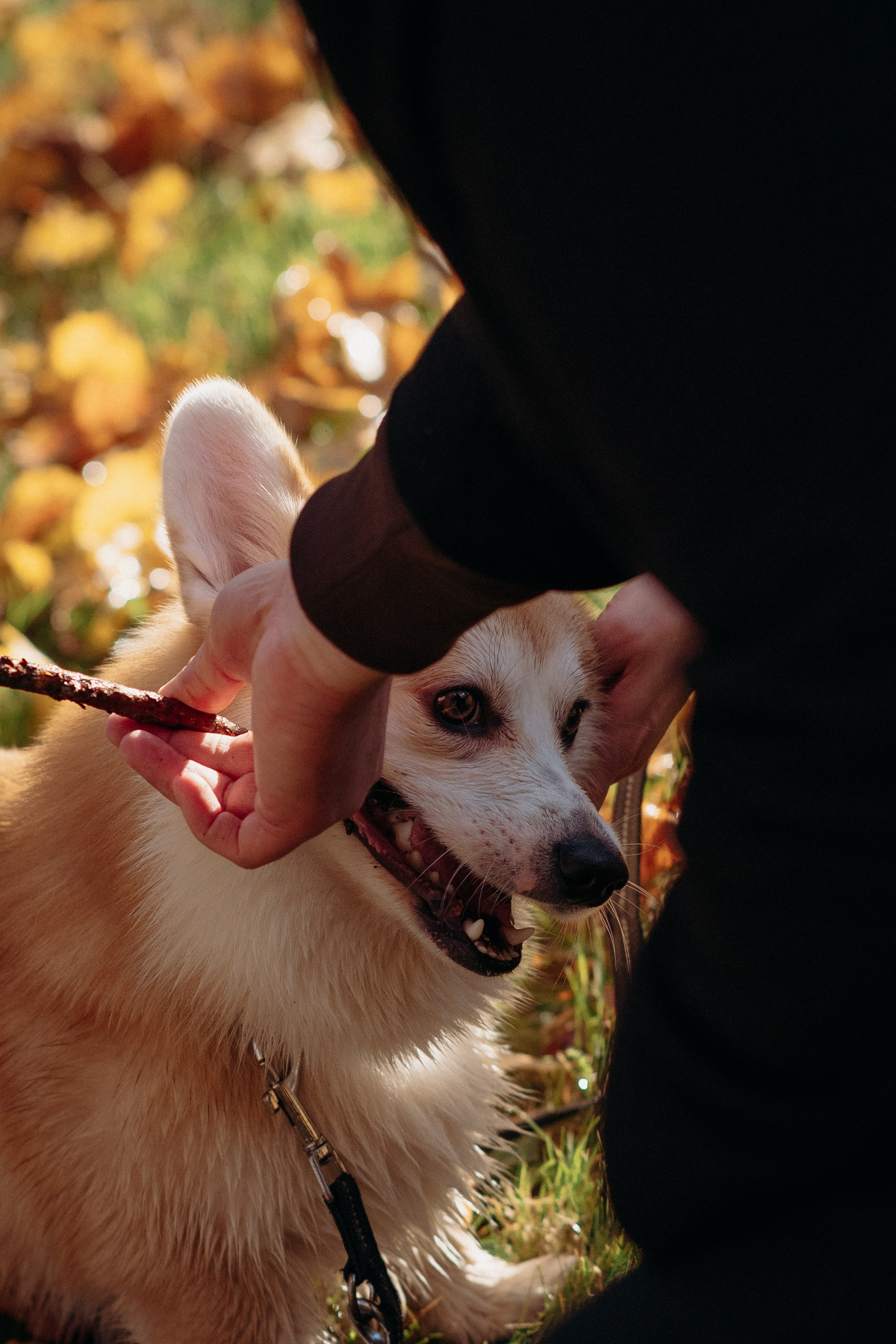 Liisa, Alexander & Marsel. Фотограф-анималист в Таллинне, Катя Лайсаар