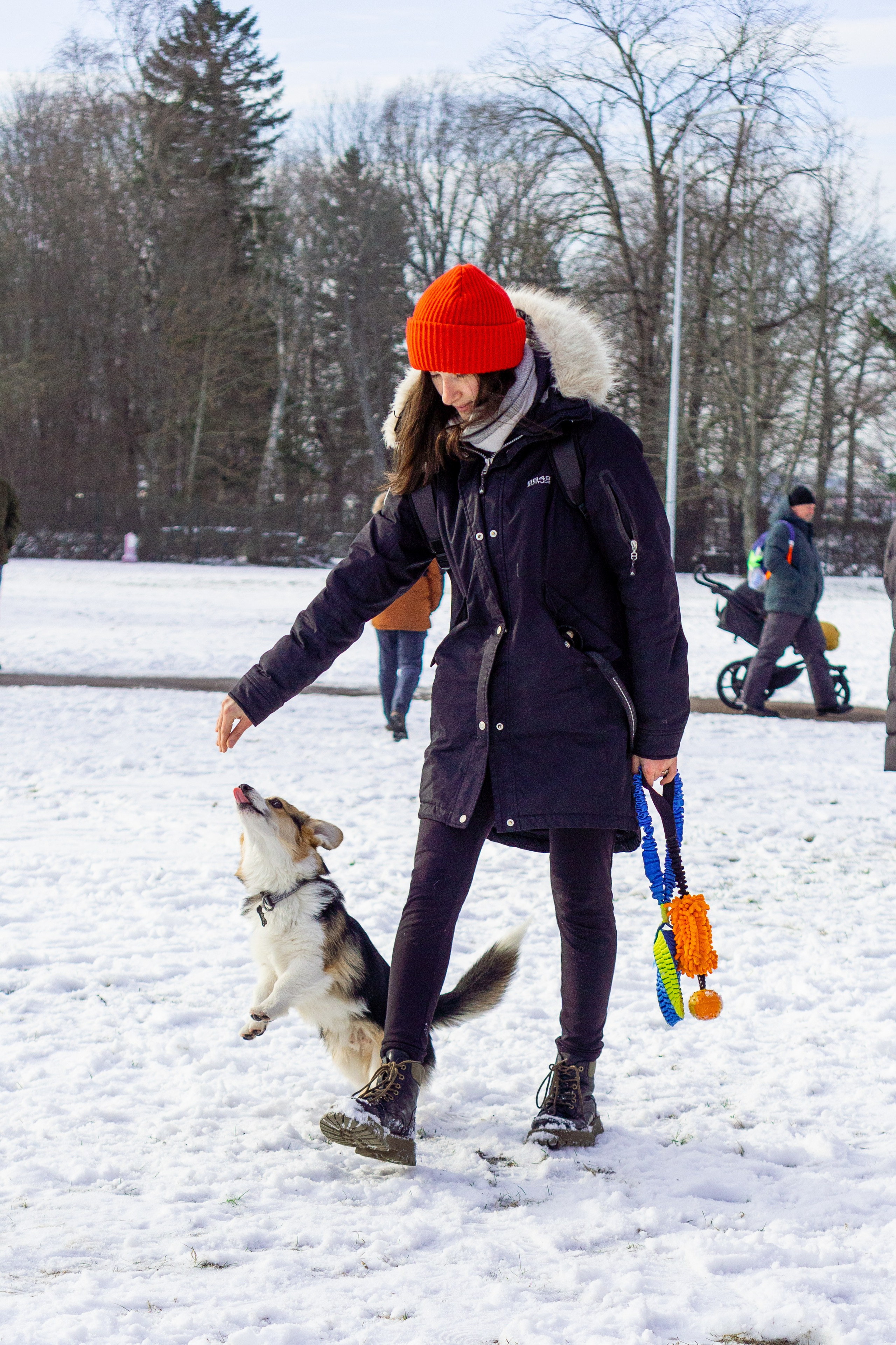 Corgi party, 23 feb. 2025. Kat Laisaar — Pet photographer in Tallinn