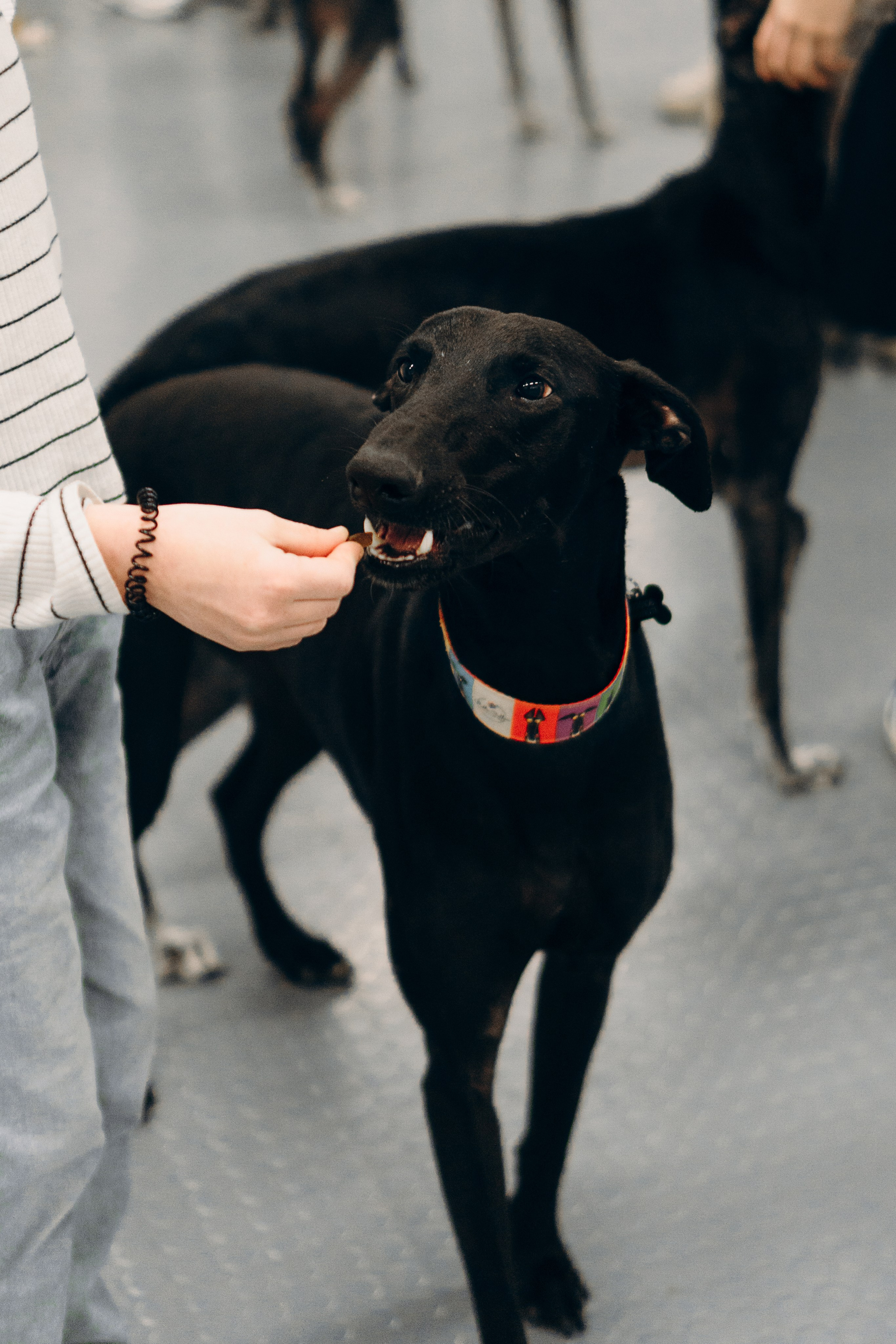 GalgoTreff / PetCity Rannamõisa, 13 apr. 2025. Kat Laisaar — Pet photographer in Tallinn