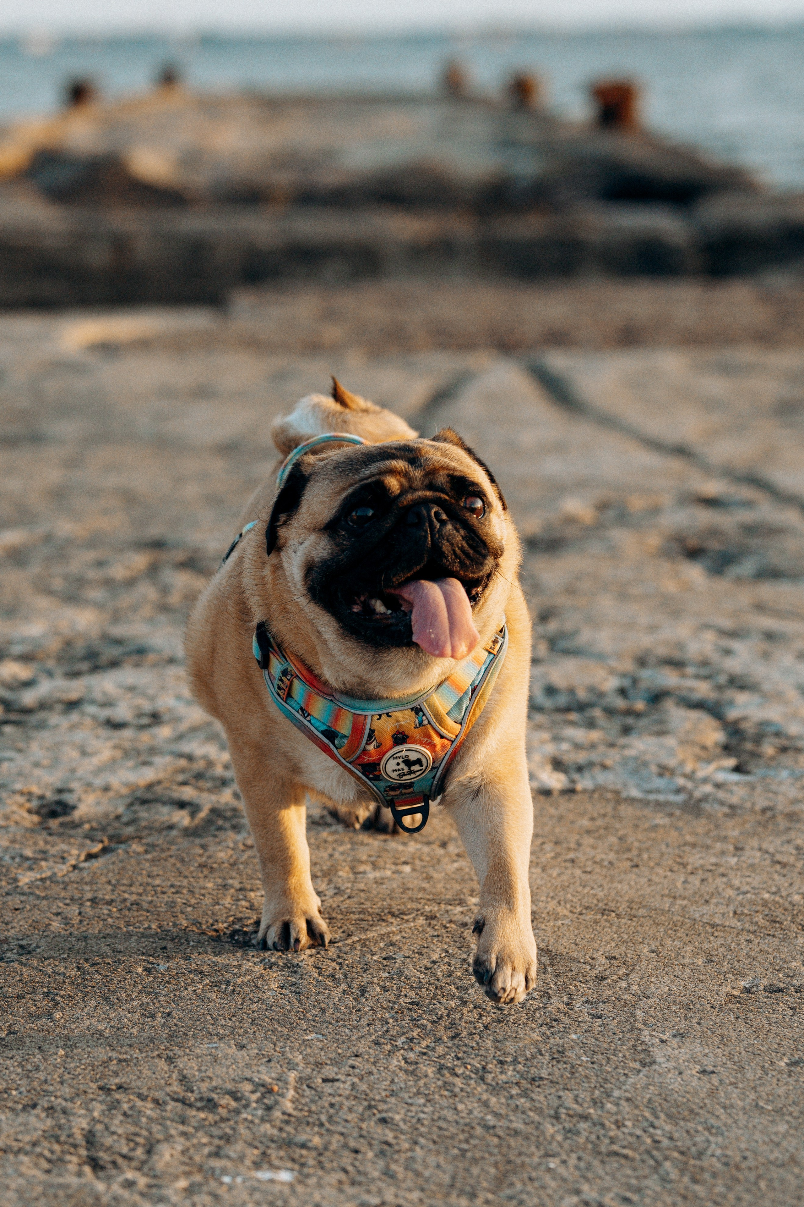 Frank, Tony, Katerina & Lev. Kat Laisaar — Pet photographer in Tallinn