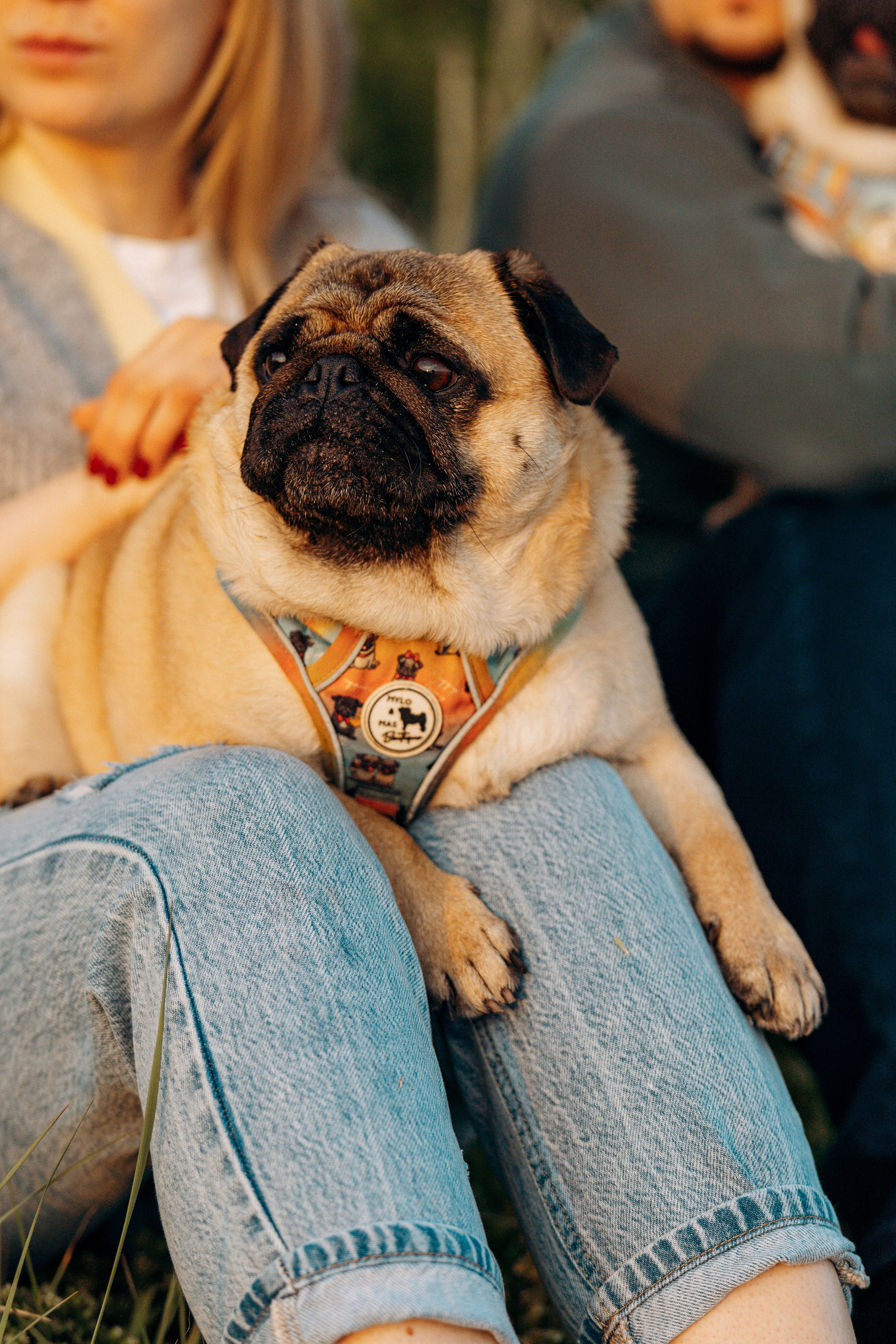 Frank, Tony, Katerina & Lev. Kat Laisaar — Pet photographer in Tallinn