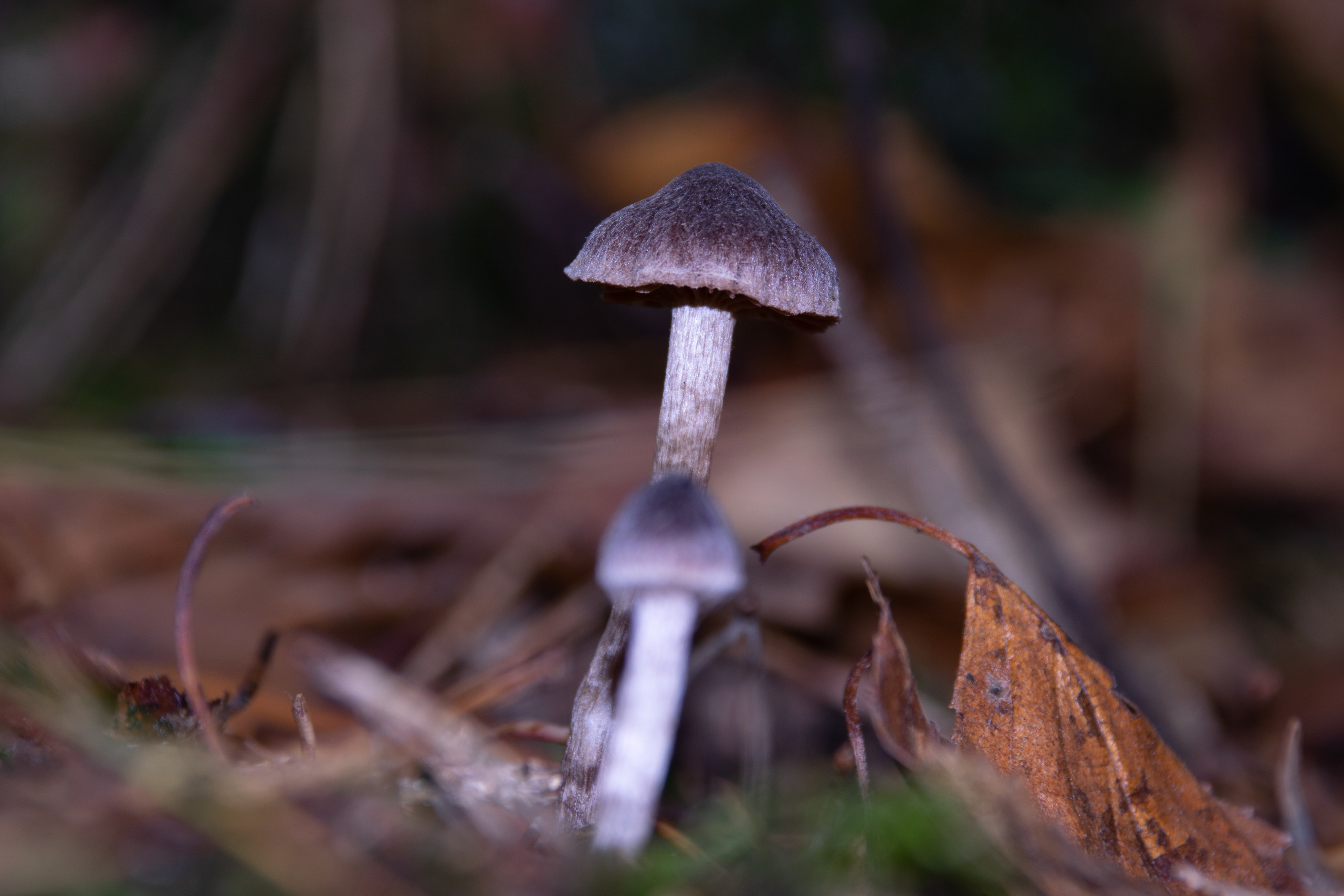 Portfolio. Photographer in Sotenäs municipality. Fotograf i Sotenäs kommun