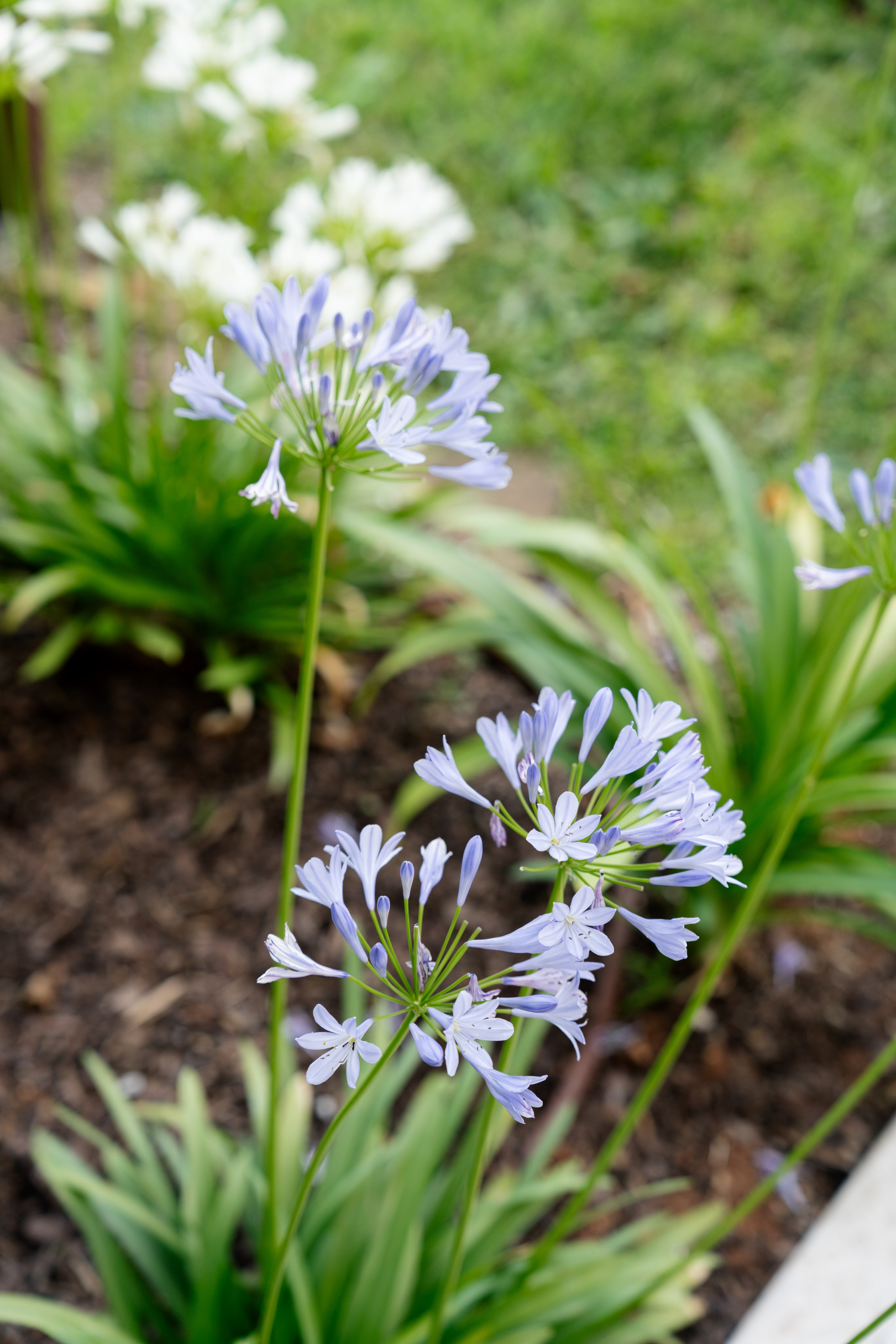 Adi & Larissa. Studio Timis