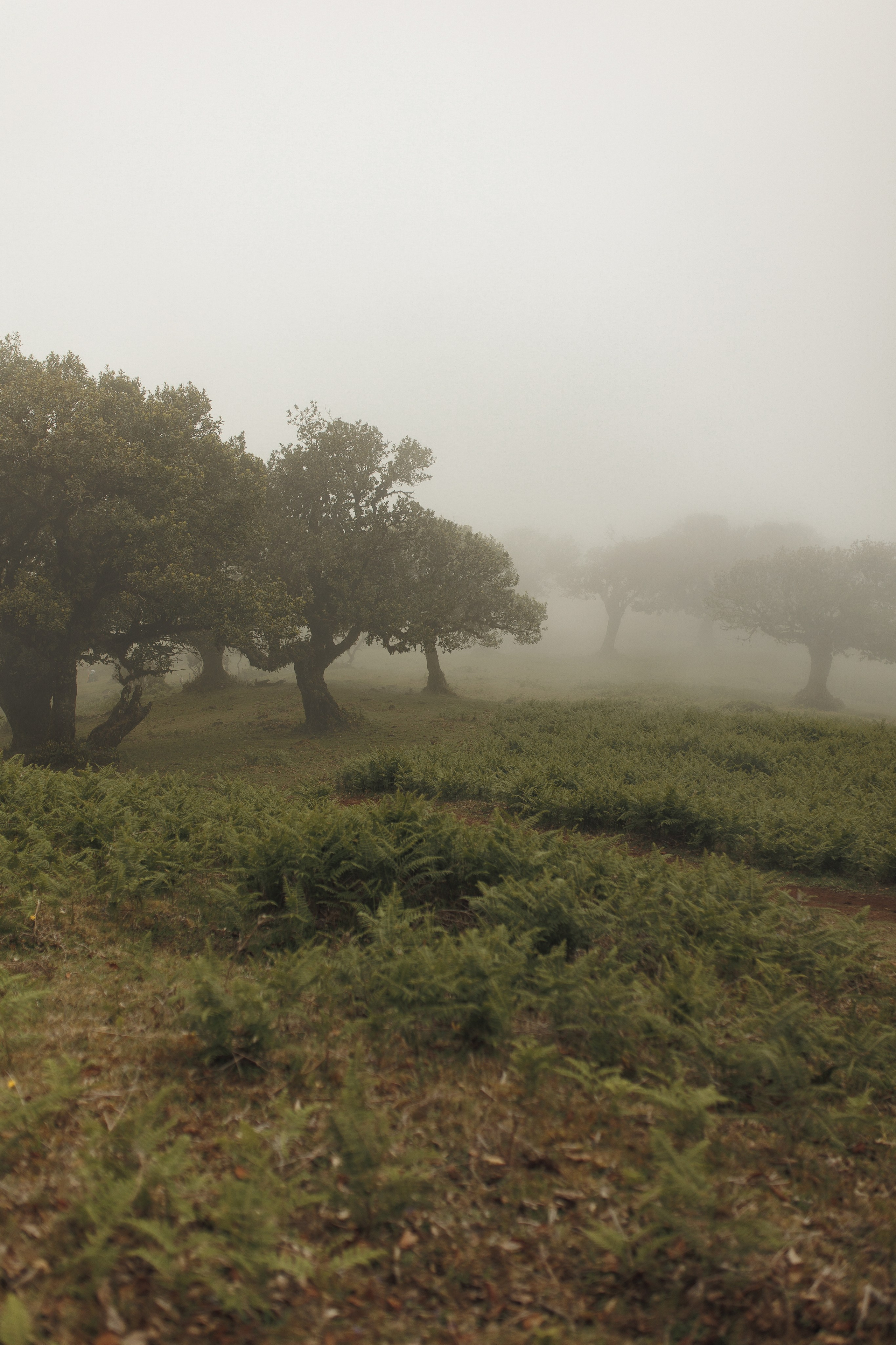 Elopement in Madeira | Mystical Forest of Fanal. Wedding photographer and videographer based in Timisoara, Romania