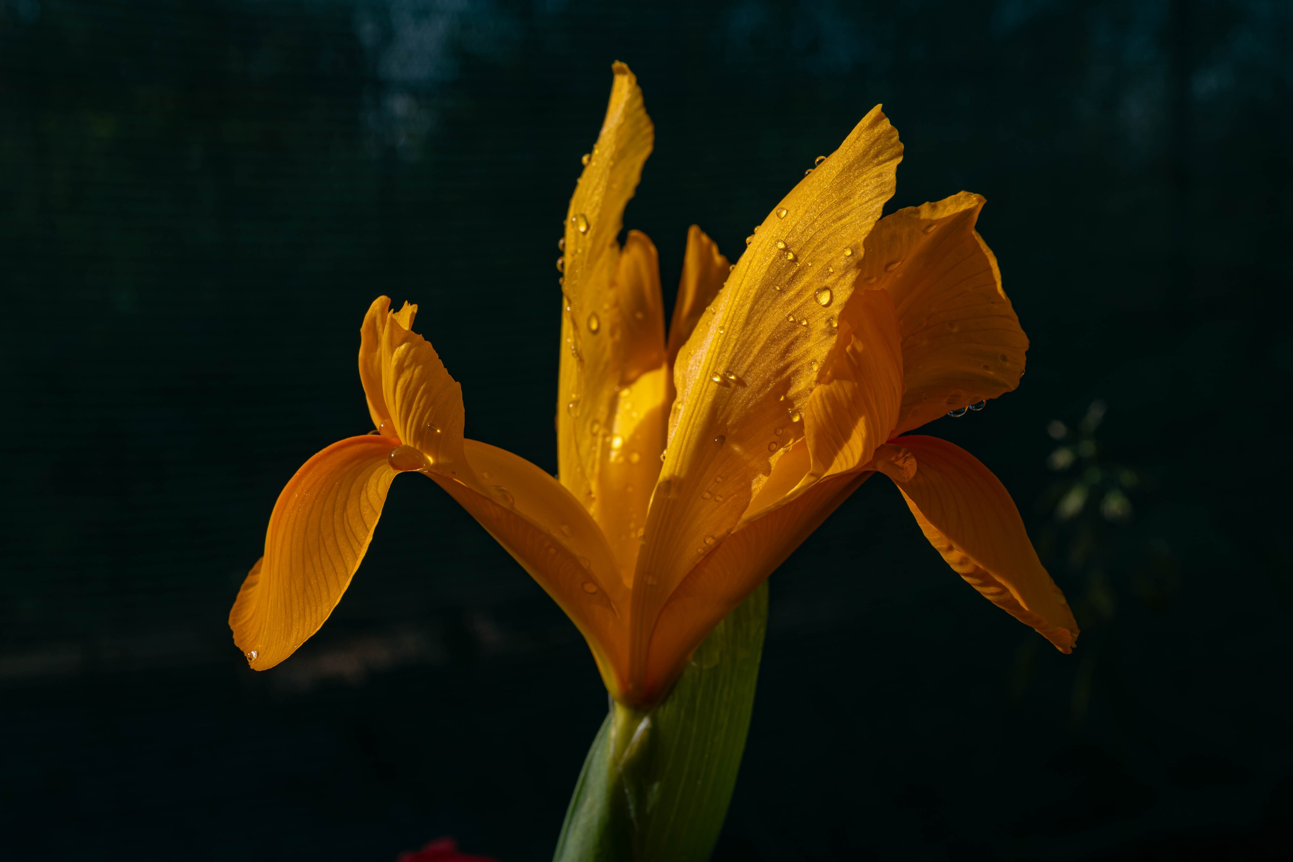 Bocetos. Alba del Norte Studio