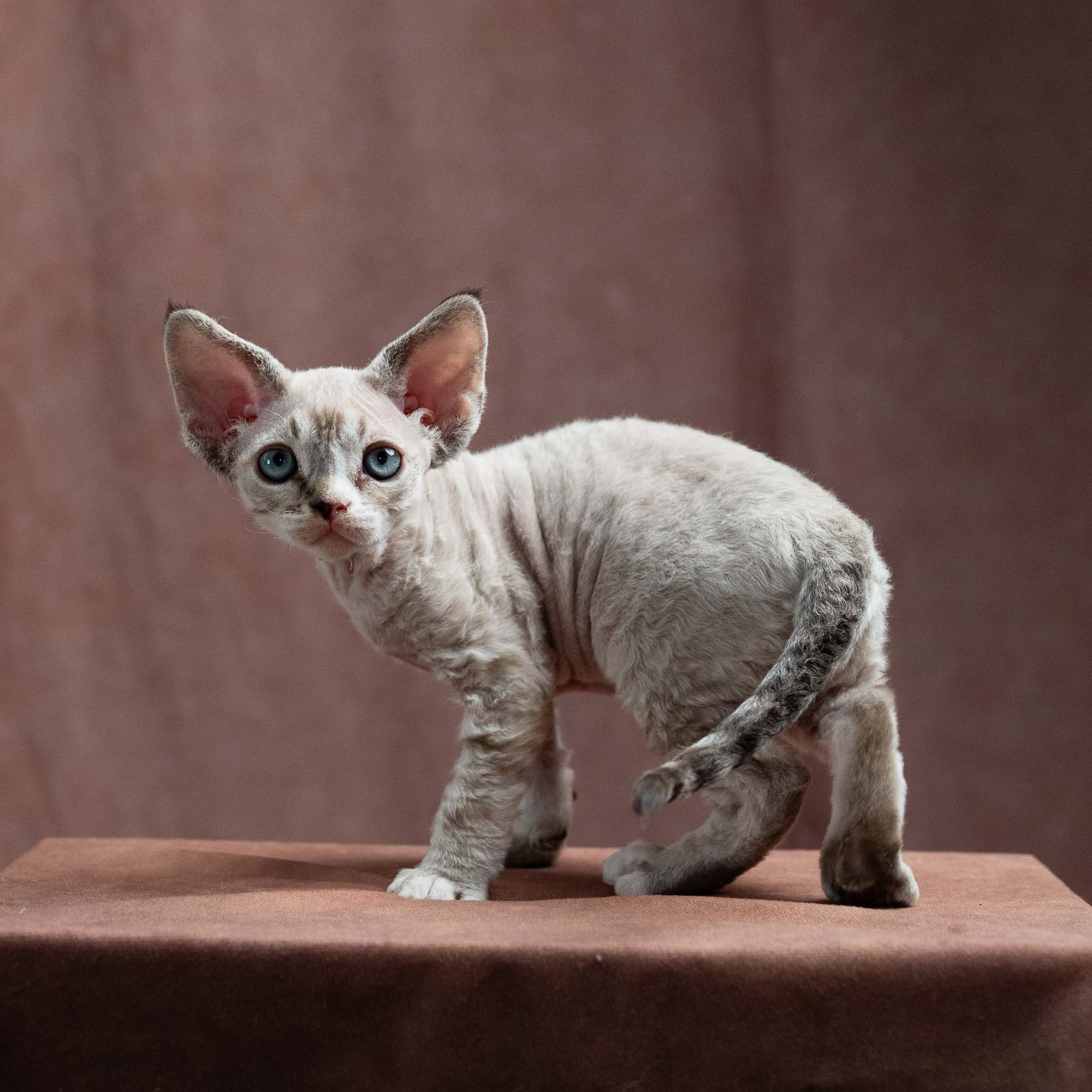 Fuzzy, boy, born on 01.01.25. Devon Rex Pixie Cattery