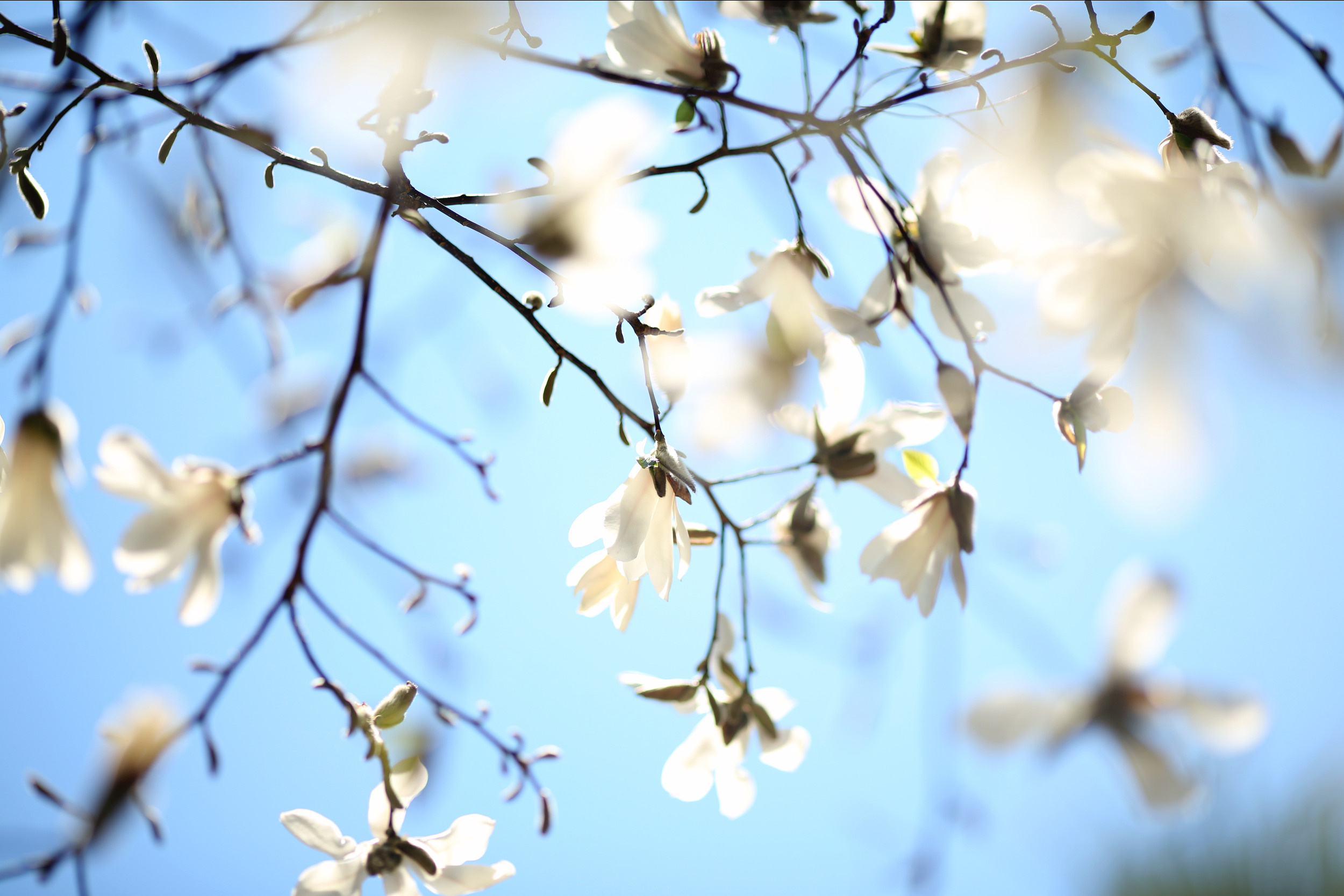 Matrimonio a Udine. Photographer in Venice, Viktoria Antonova
