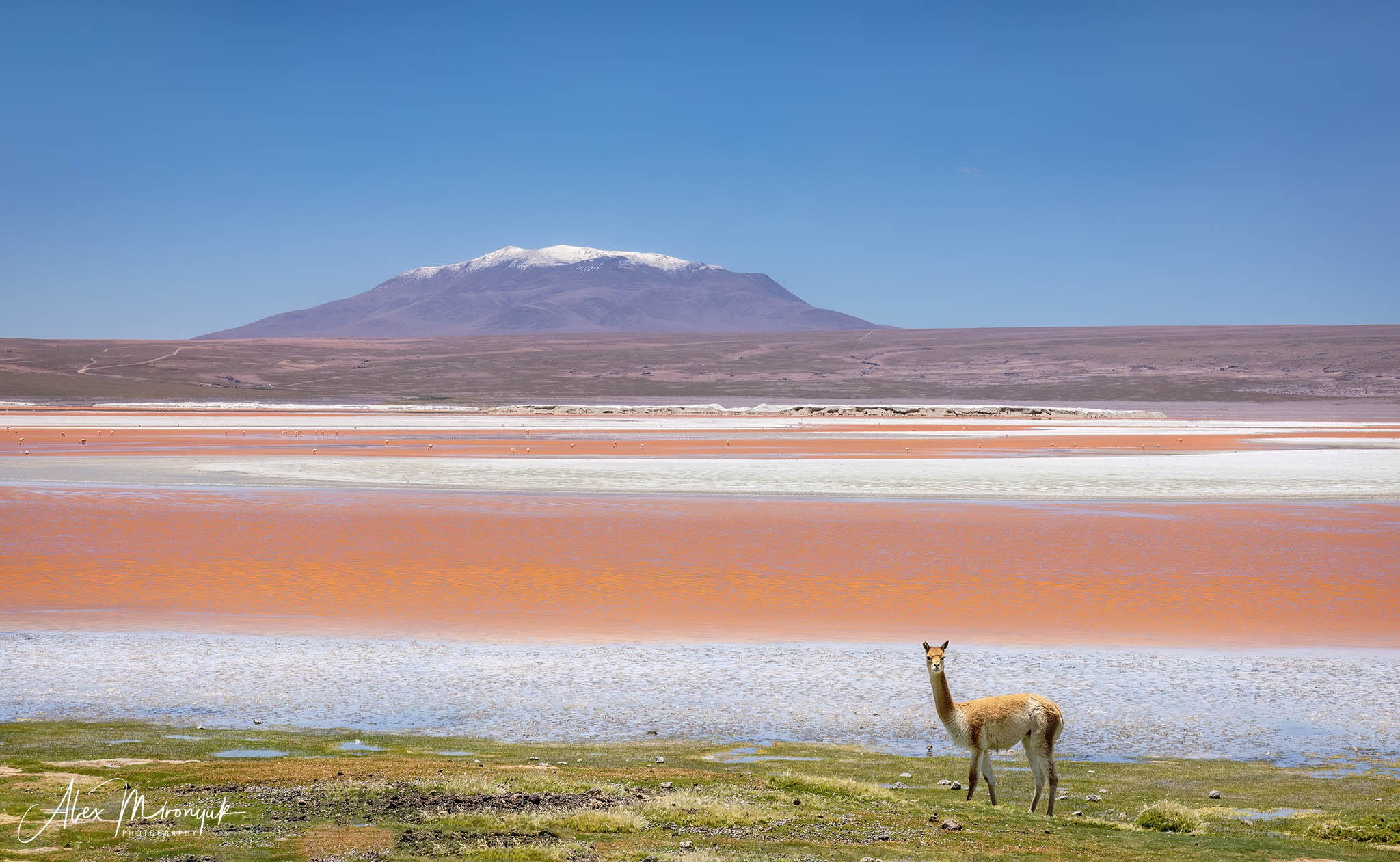 Bolivia Adventure — 2025. Pet, Senior, Landscape, portrait studio, photographer in Miami and Sou