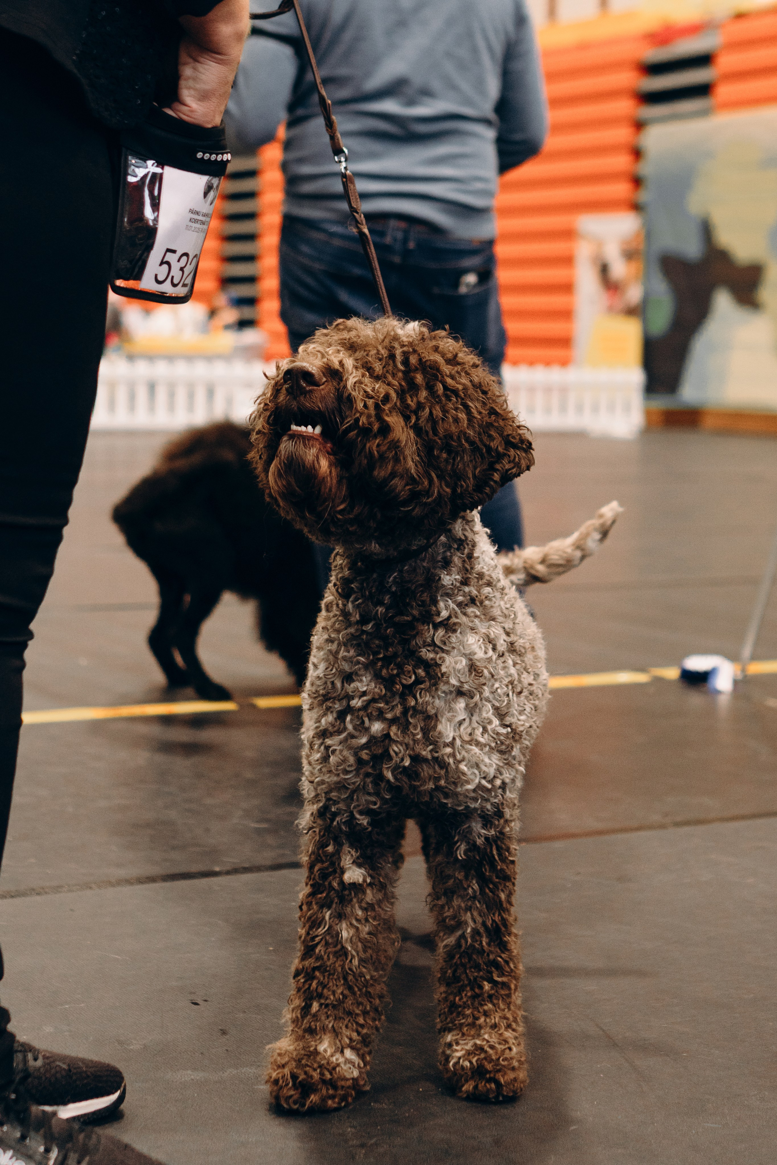 Pärnu dog weekend photo report. Kat Laisaar — Pet photographer in Tallinn