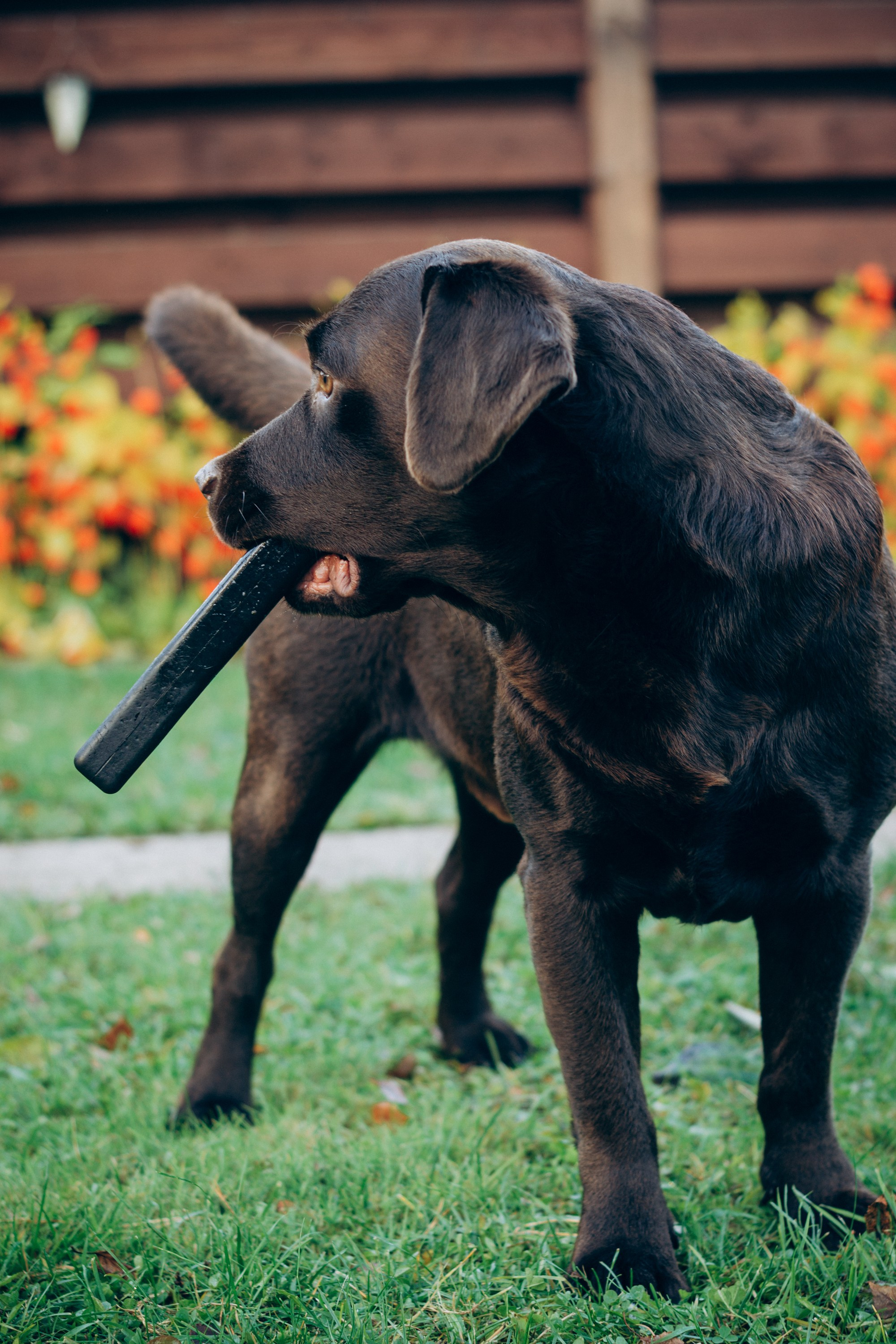 Harvi, chocolate Labrador Retriever. Kat Laisaar — Pet photographer in Tallinn