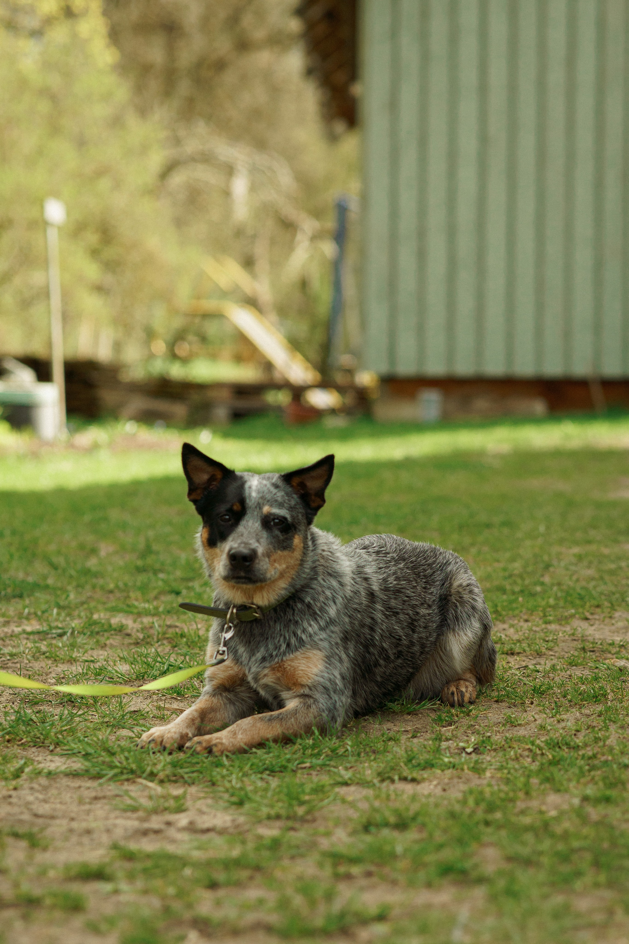 Herding Days, 26 apr. 2025. Kat Laisaar — Pet photographer in Tallinn