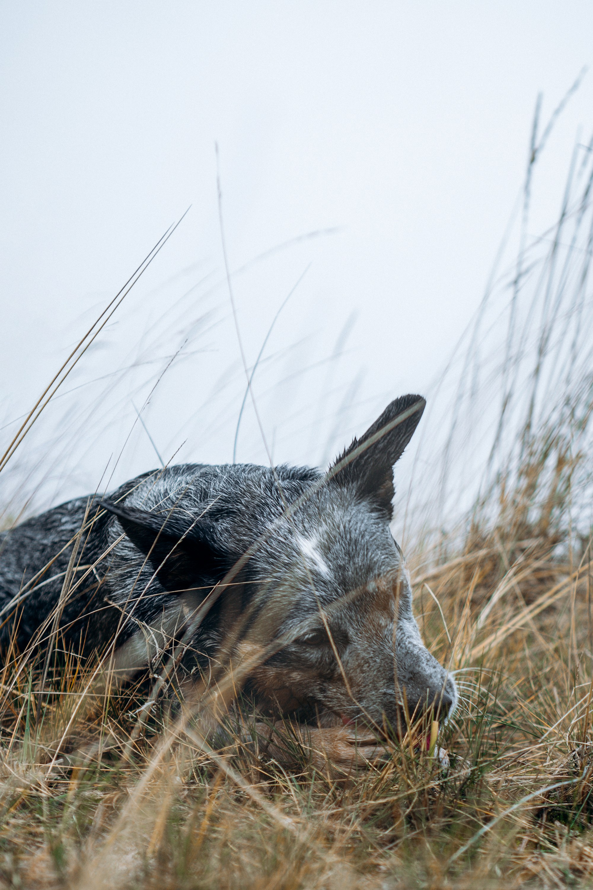Polina and her Dakota, Australian Cattle Dog. Kat Laisaar — Pet photographer in Tallinn