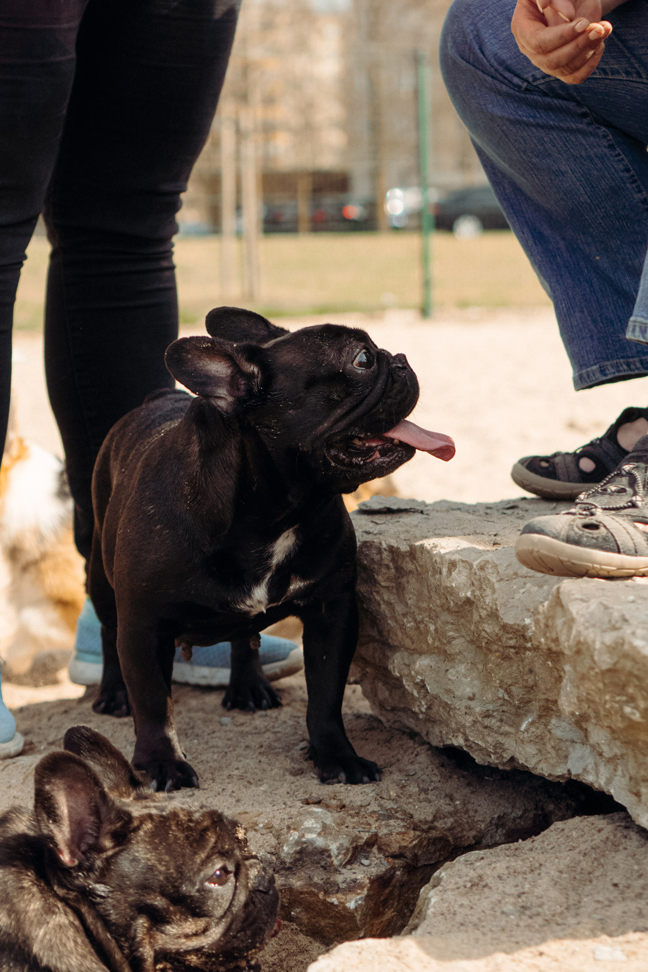 Corgi party, 18 apr. 2025. Kat Laisaar — Pet photographer in Tallinn