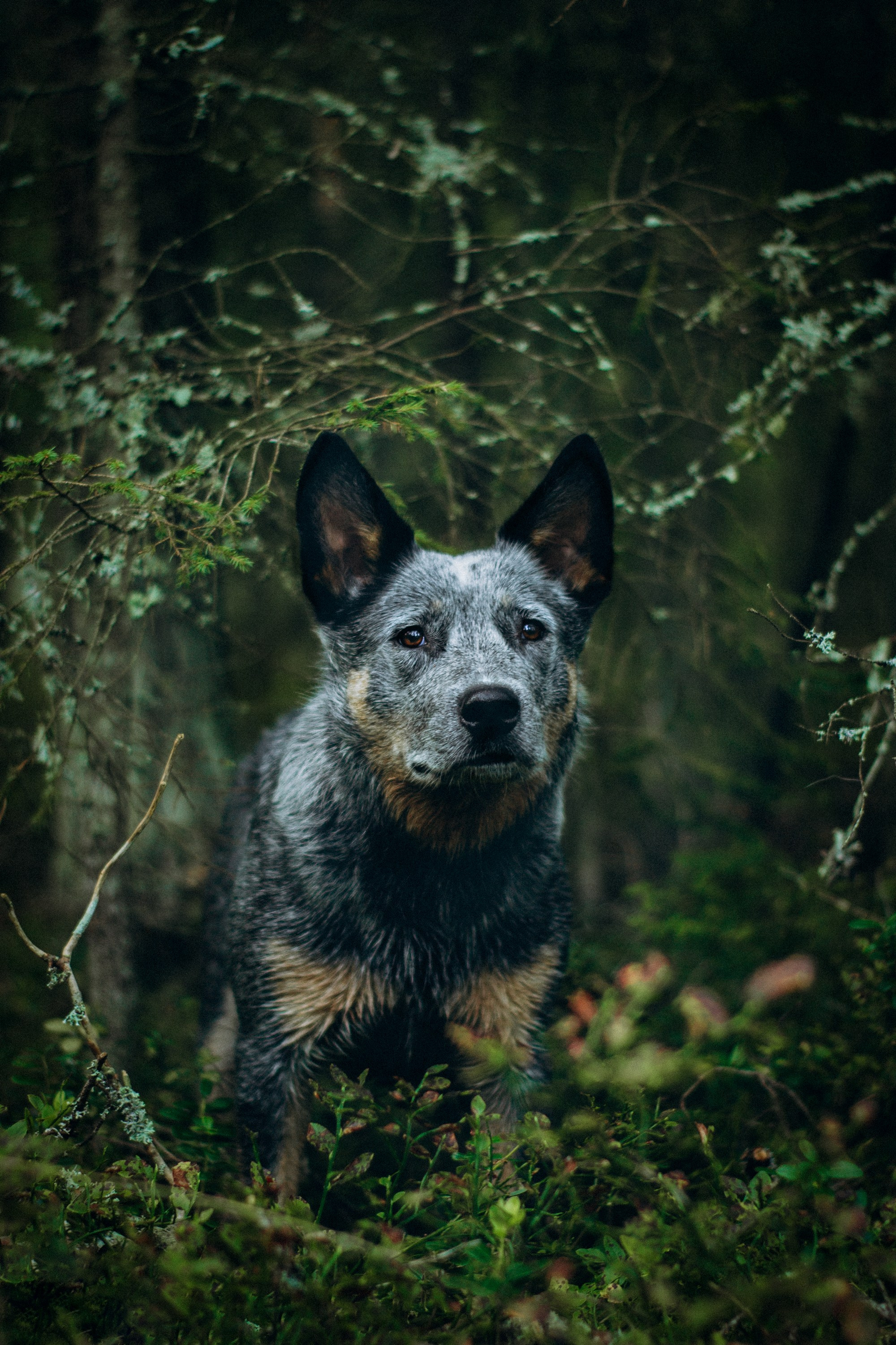 Dakota, Australian Cattle Dog. Kat Laisaar — Pet photographer in Tallinn